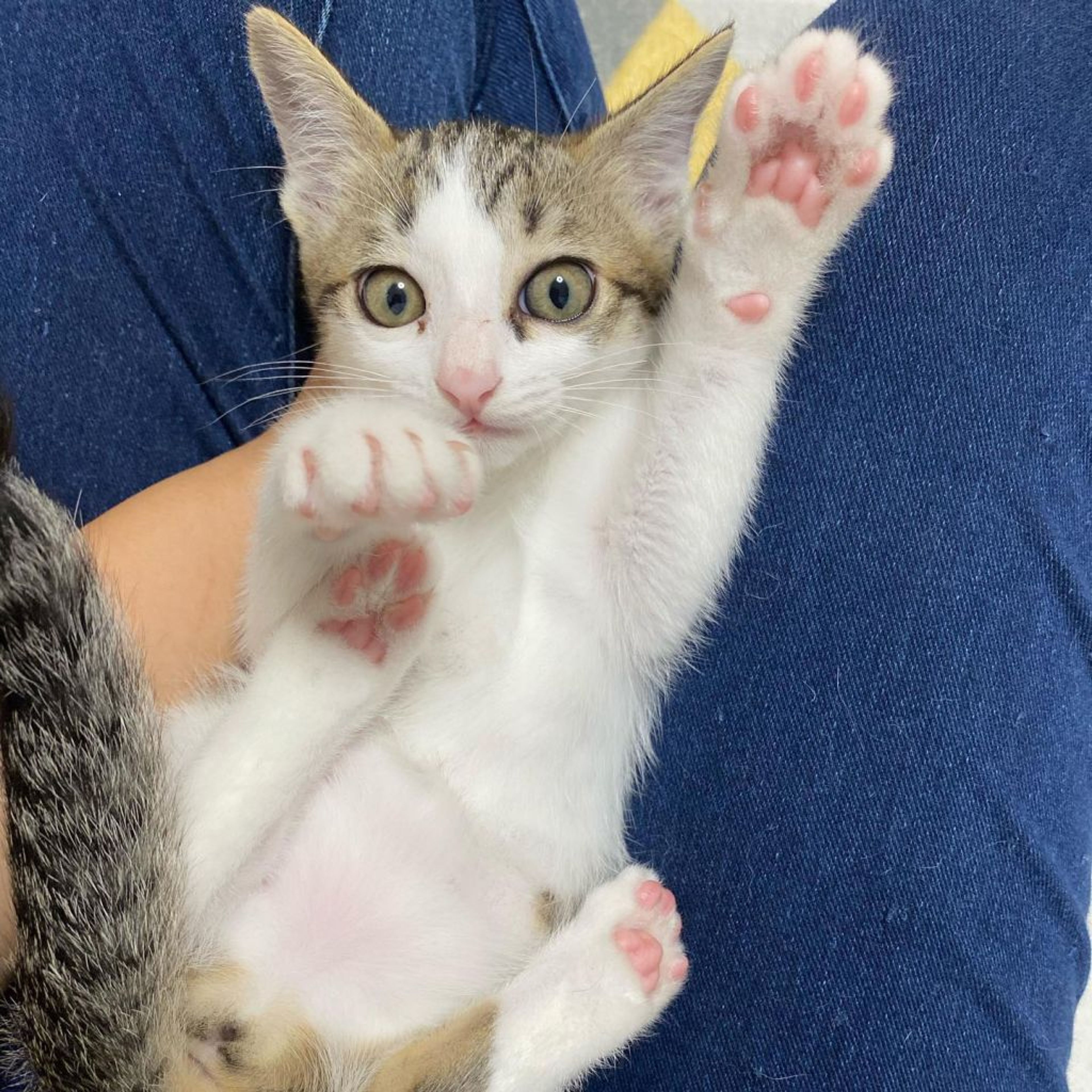 pet-image-9