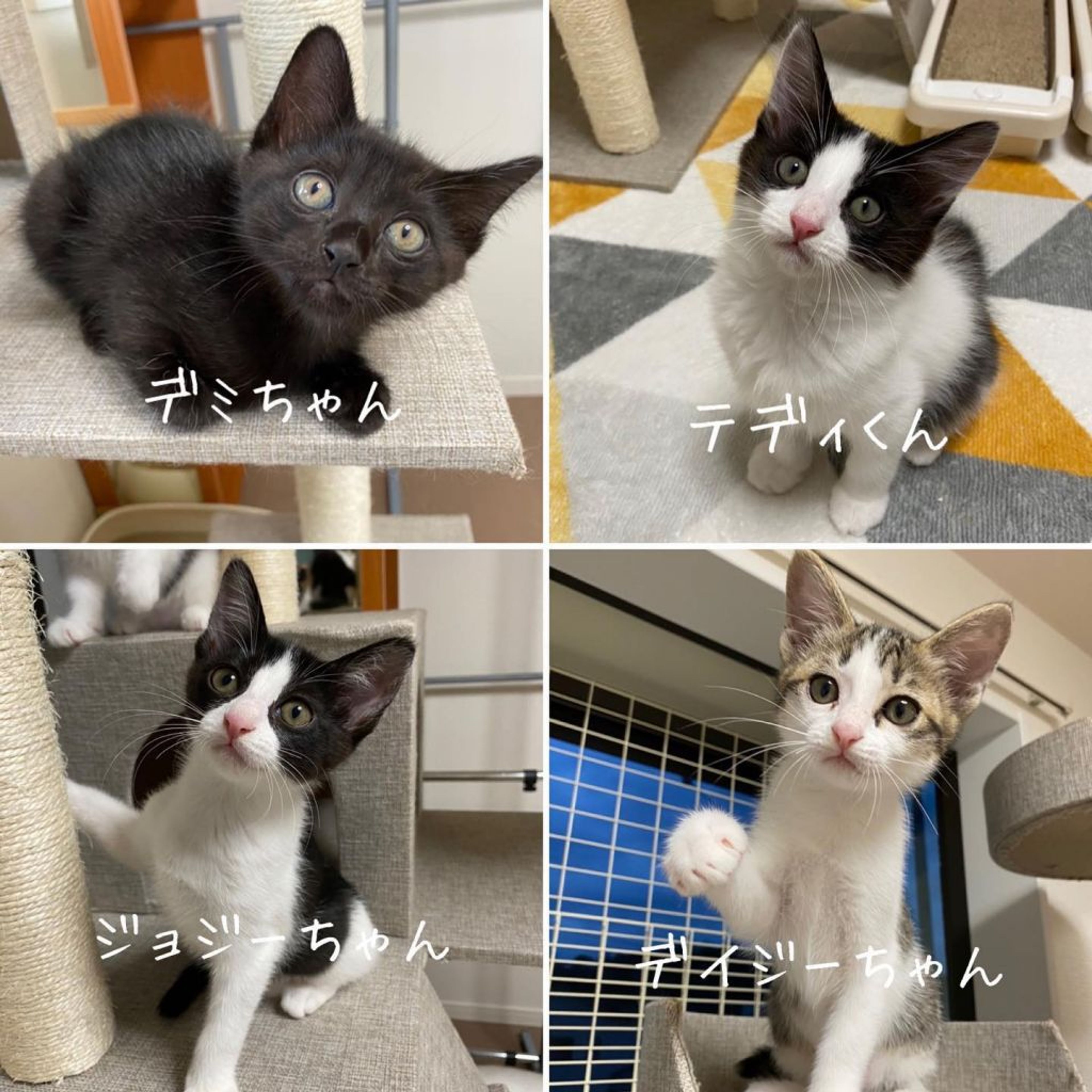 pet-image-3
