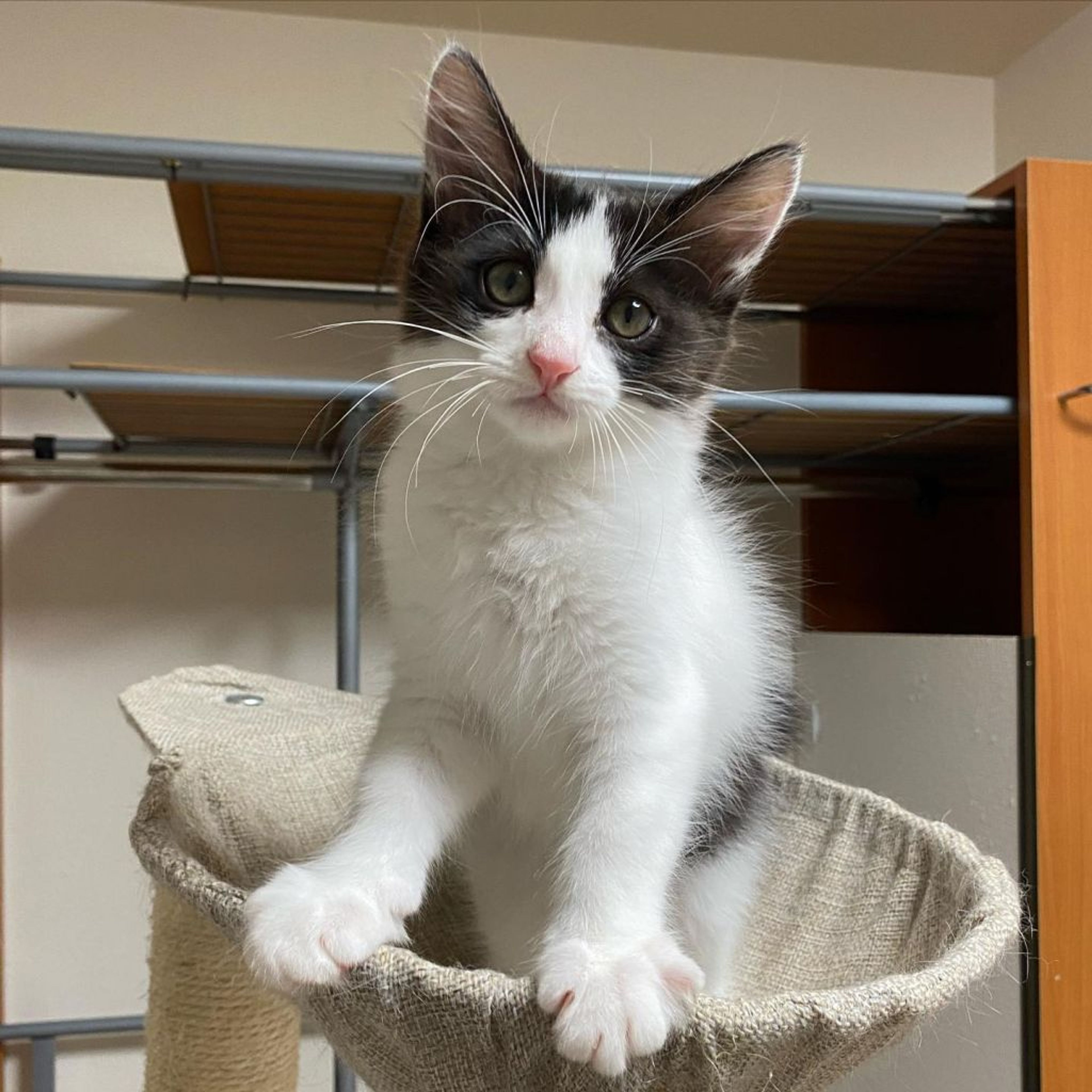 pet-image-5