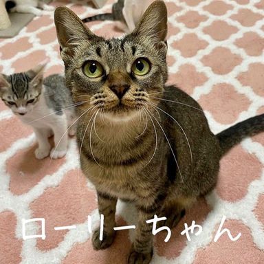 ローリーの写真