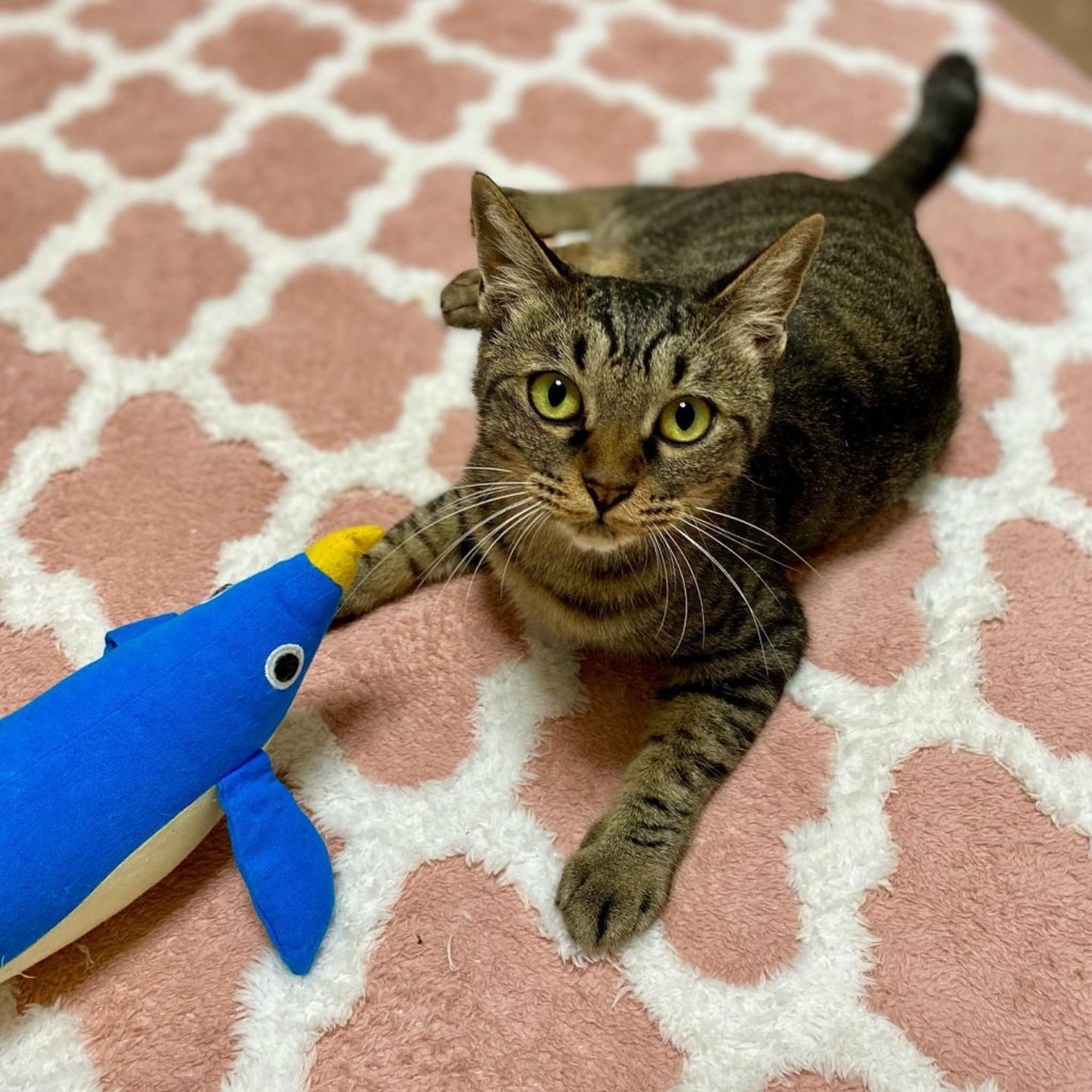 pet-image-2