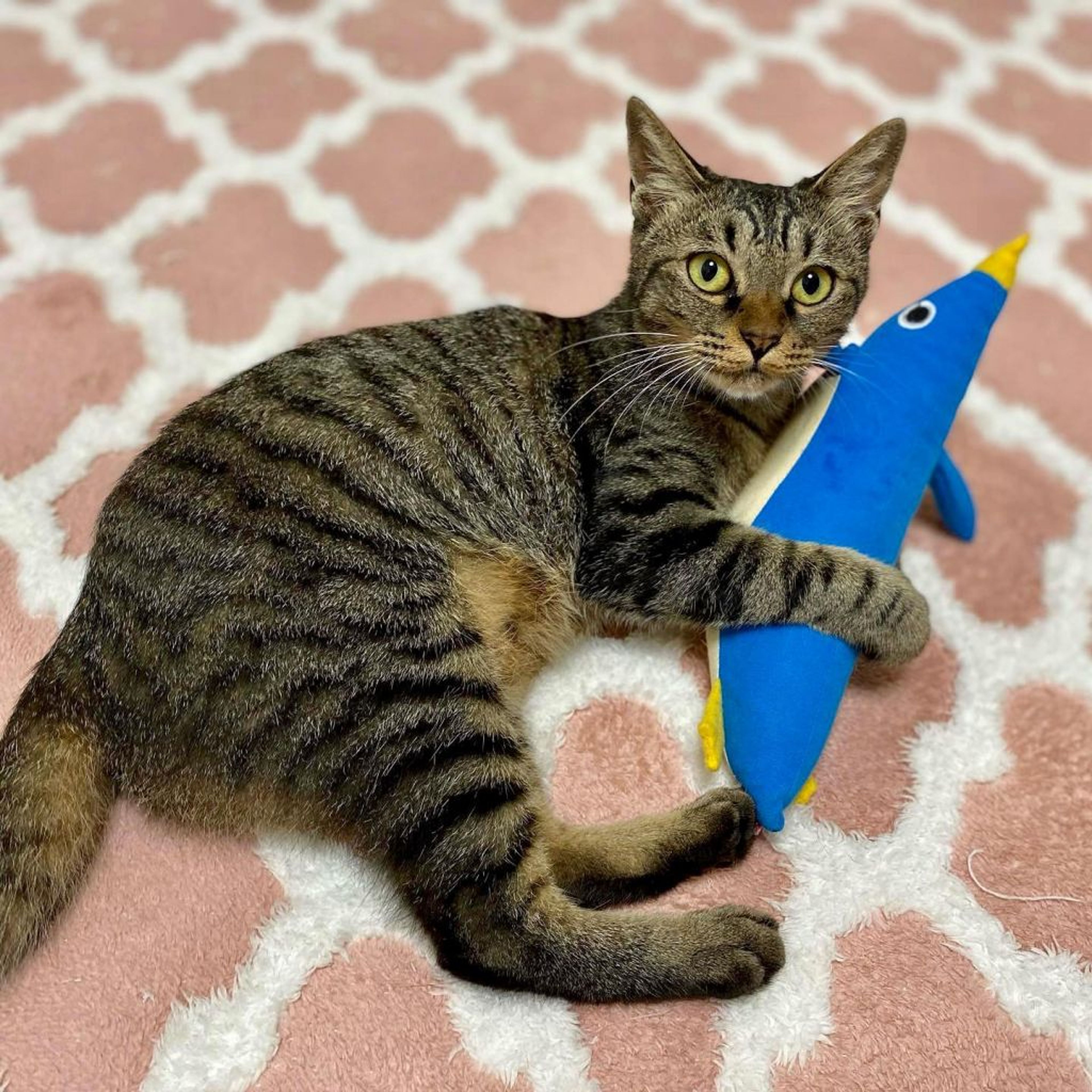 pet-image-3