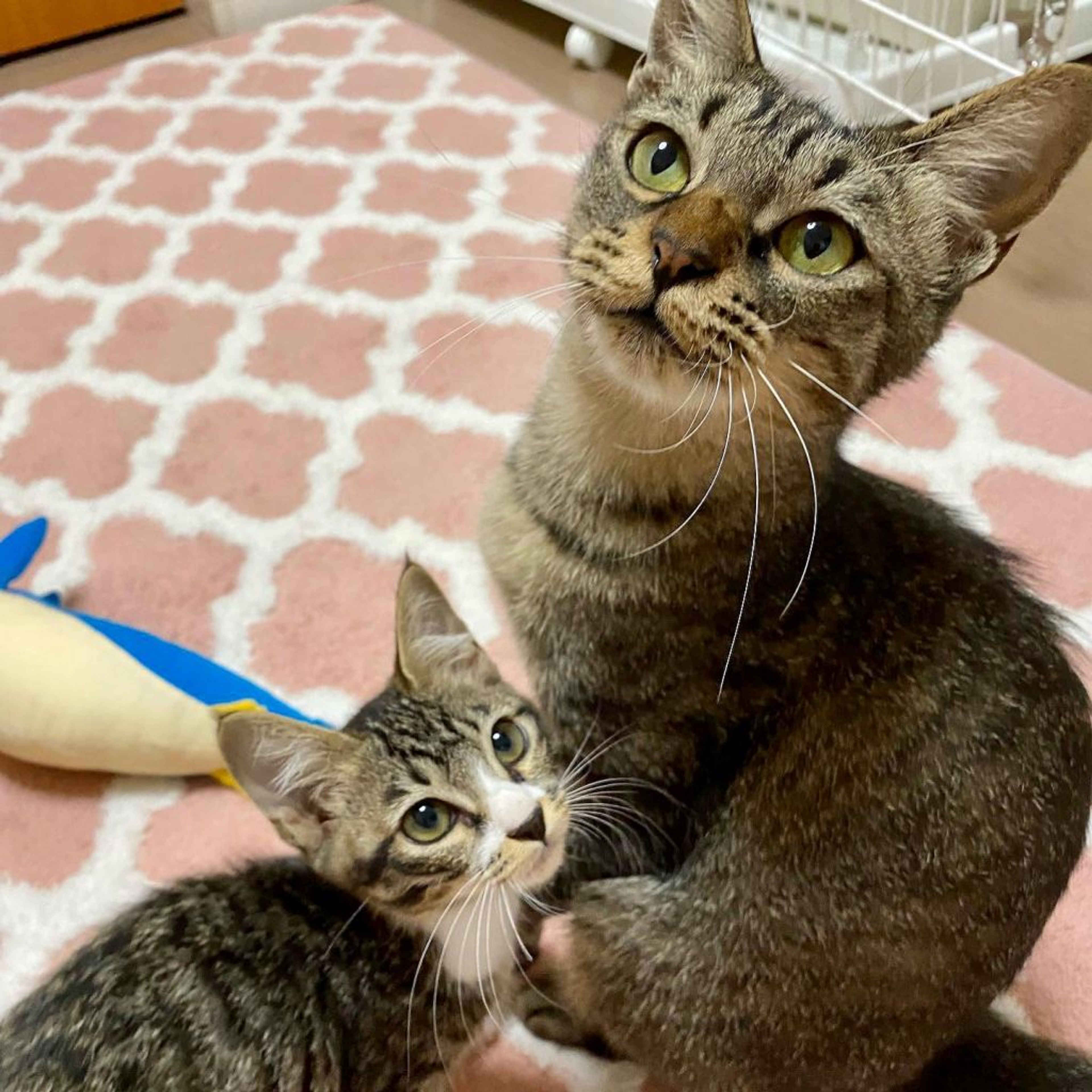 pet-image-8