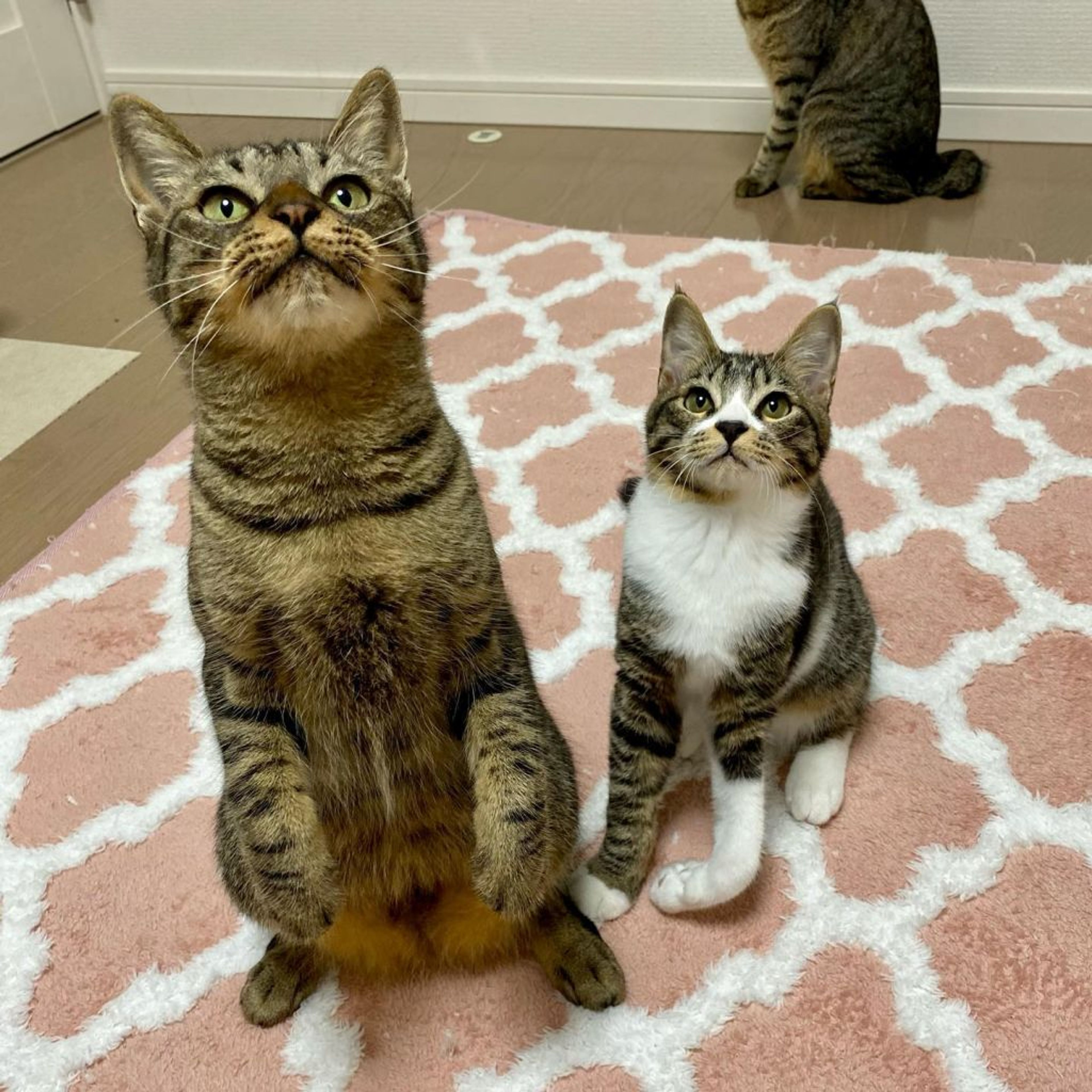 pet-image-9