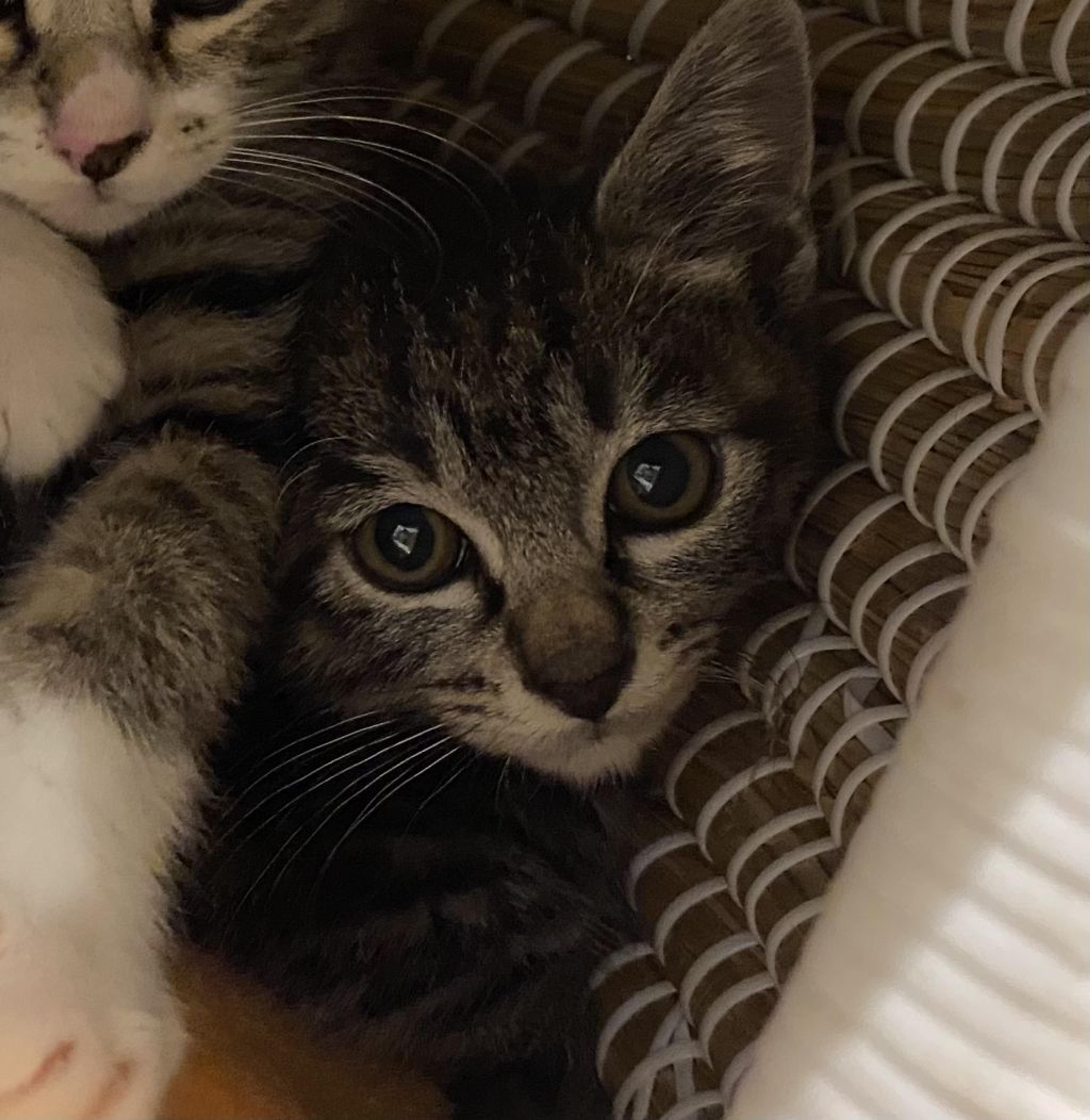 pet-image-2