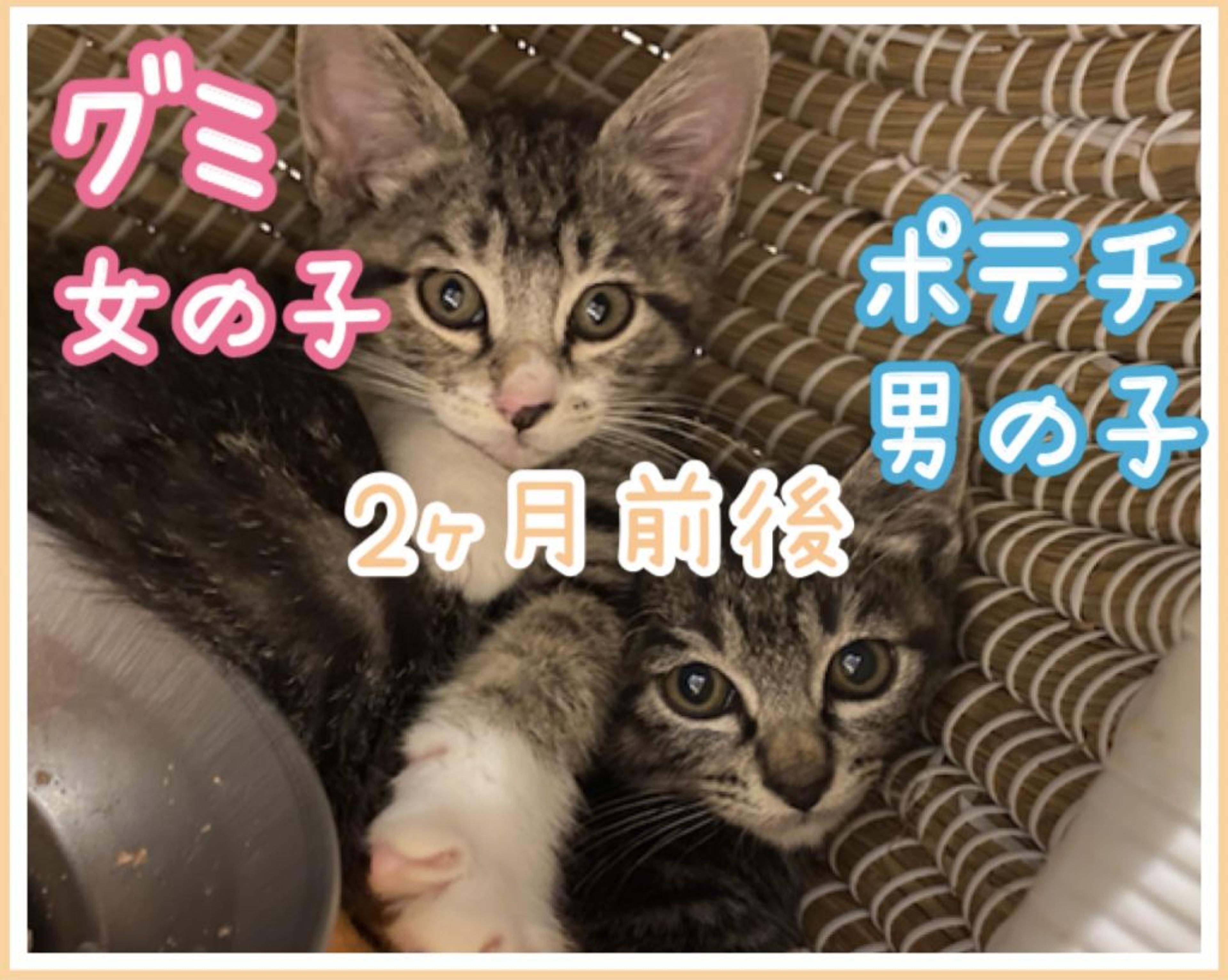 pet-image-3