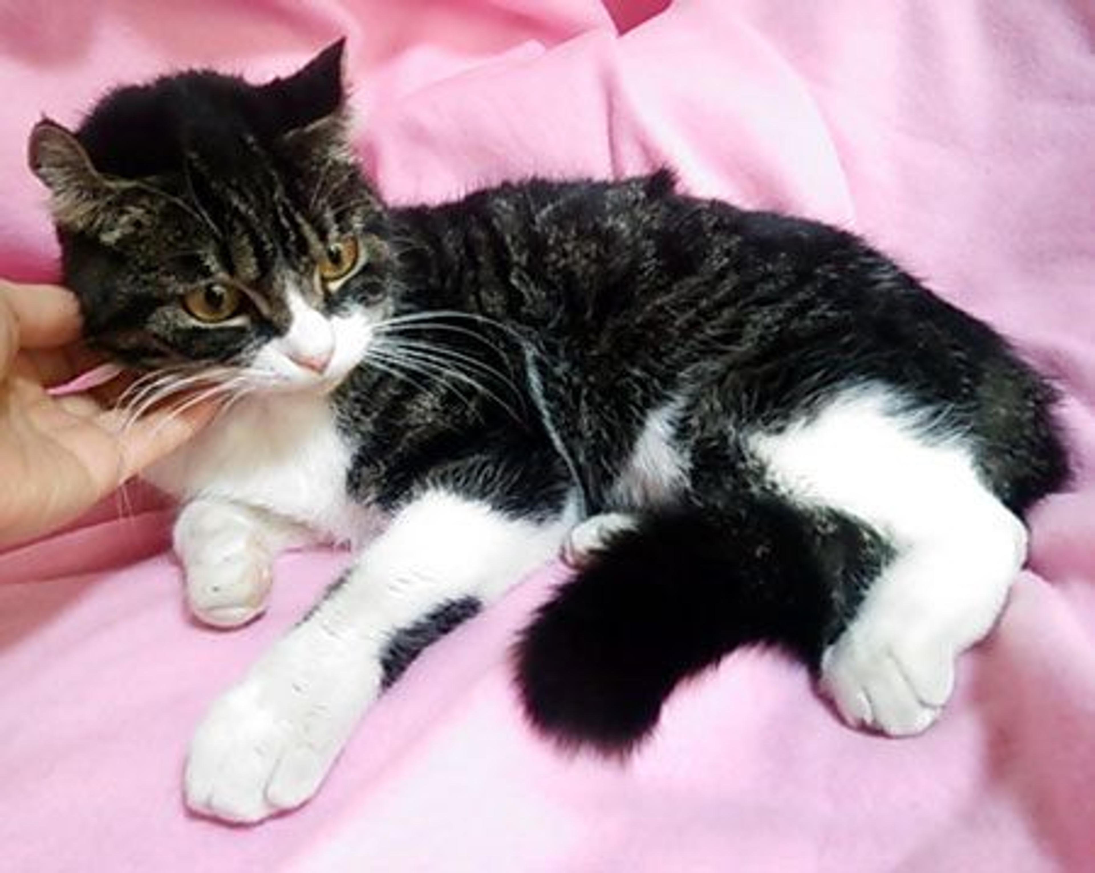 pet-image-2