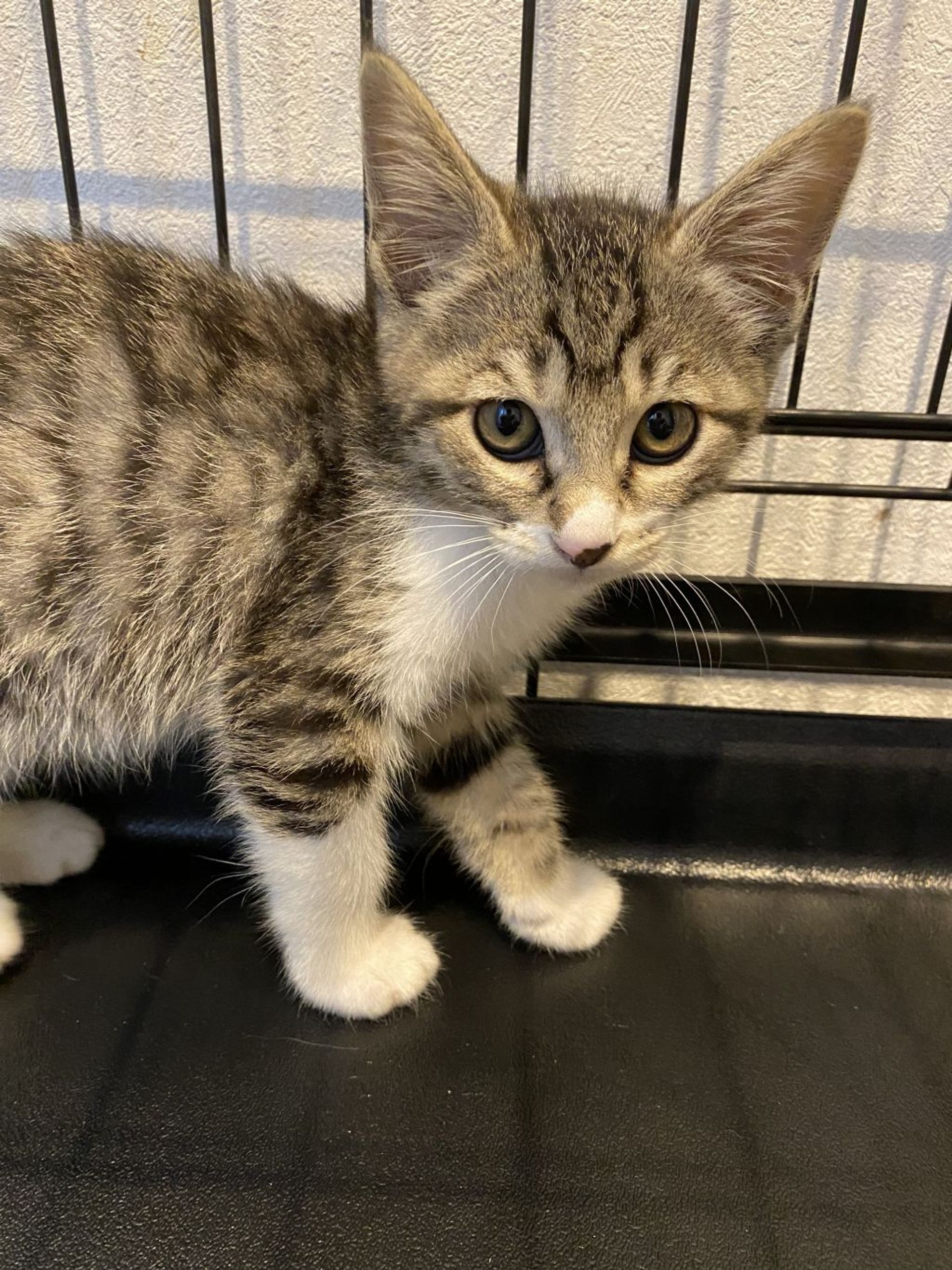 雑種（ミックス猫）・メスの里親募集の写真