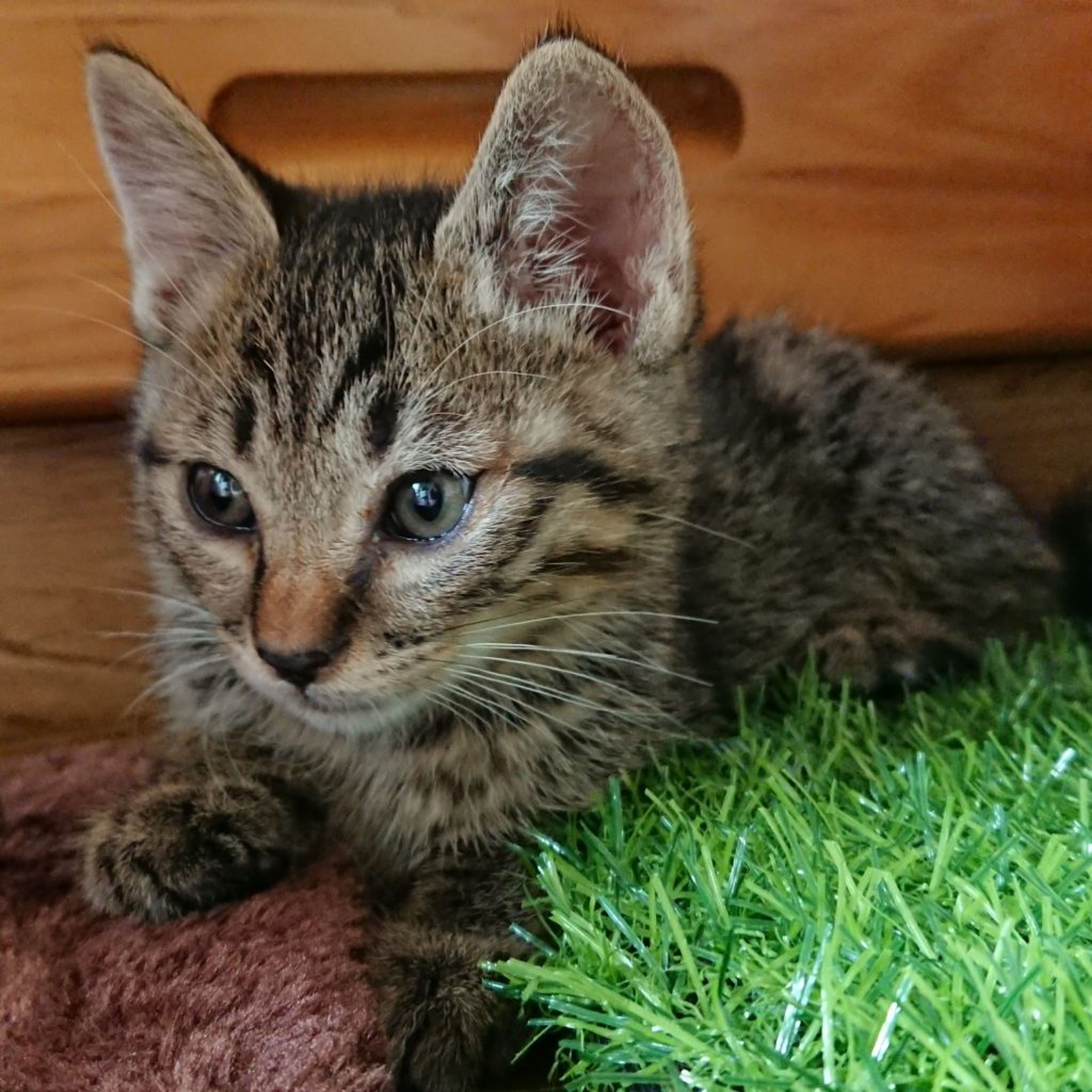 雑種（ミックス猫）・オスの里親募集の写真