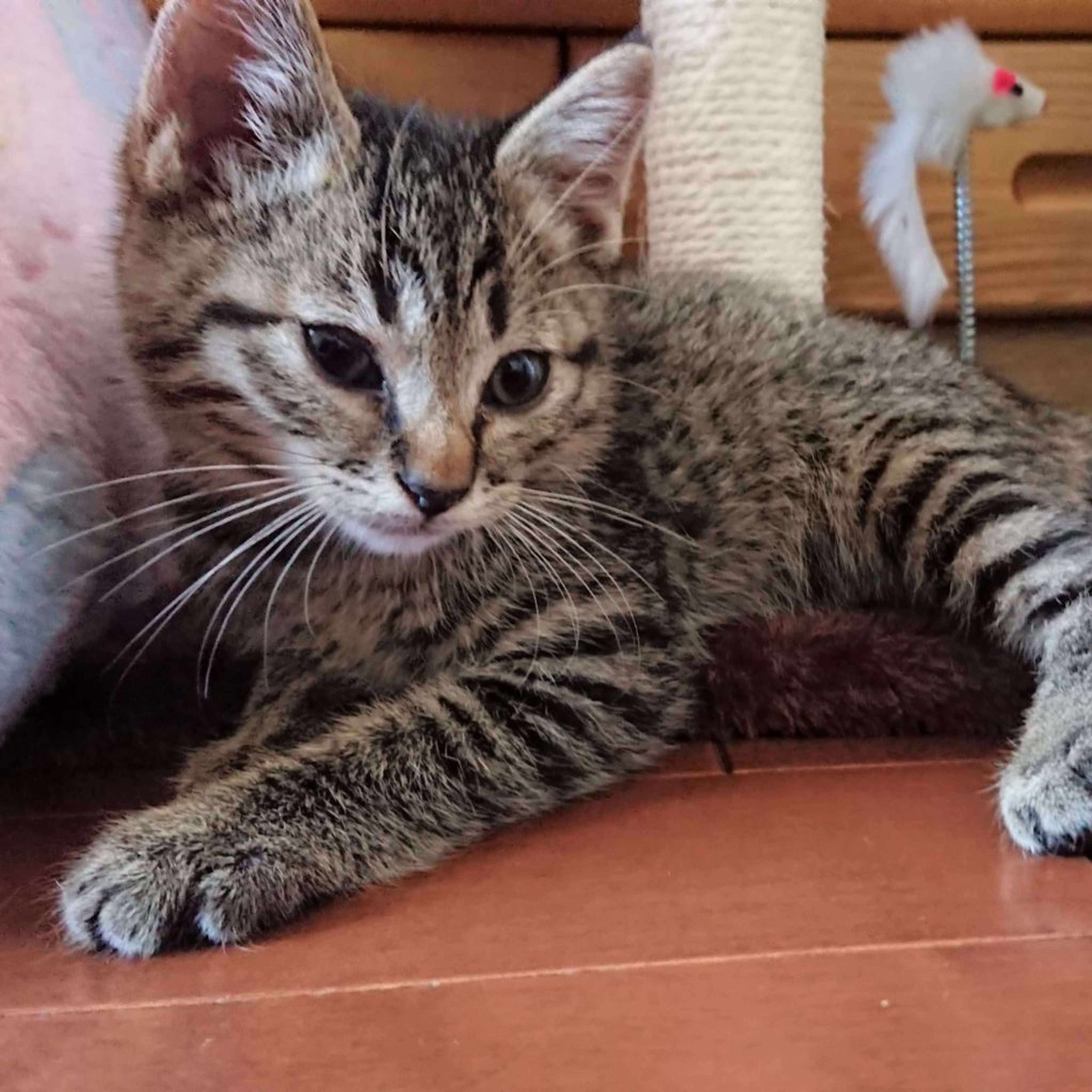 pet-image-2