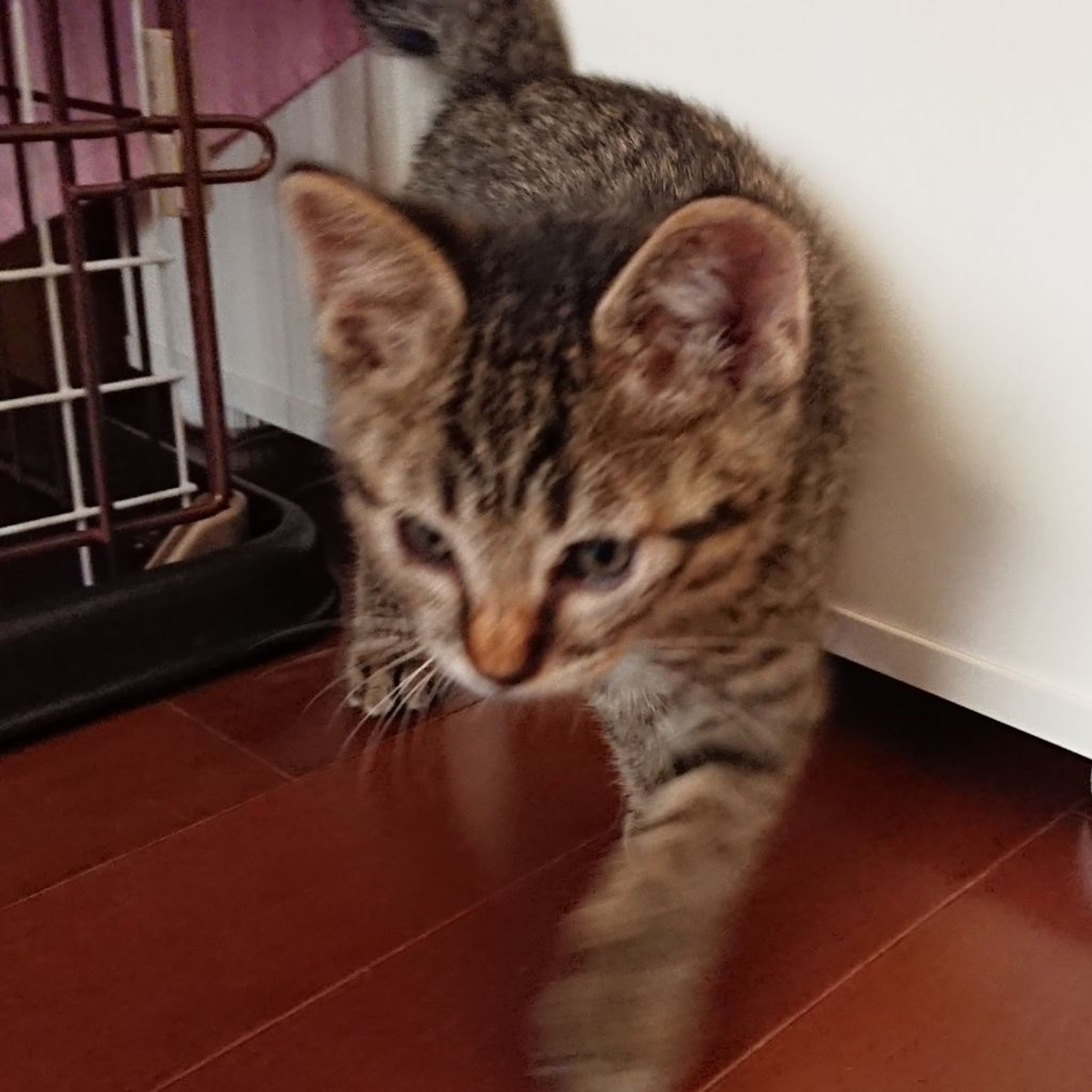 pet-image-4