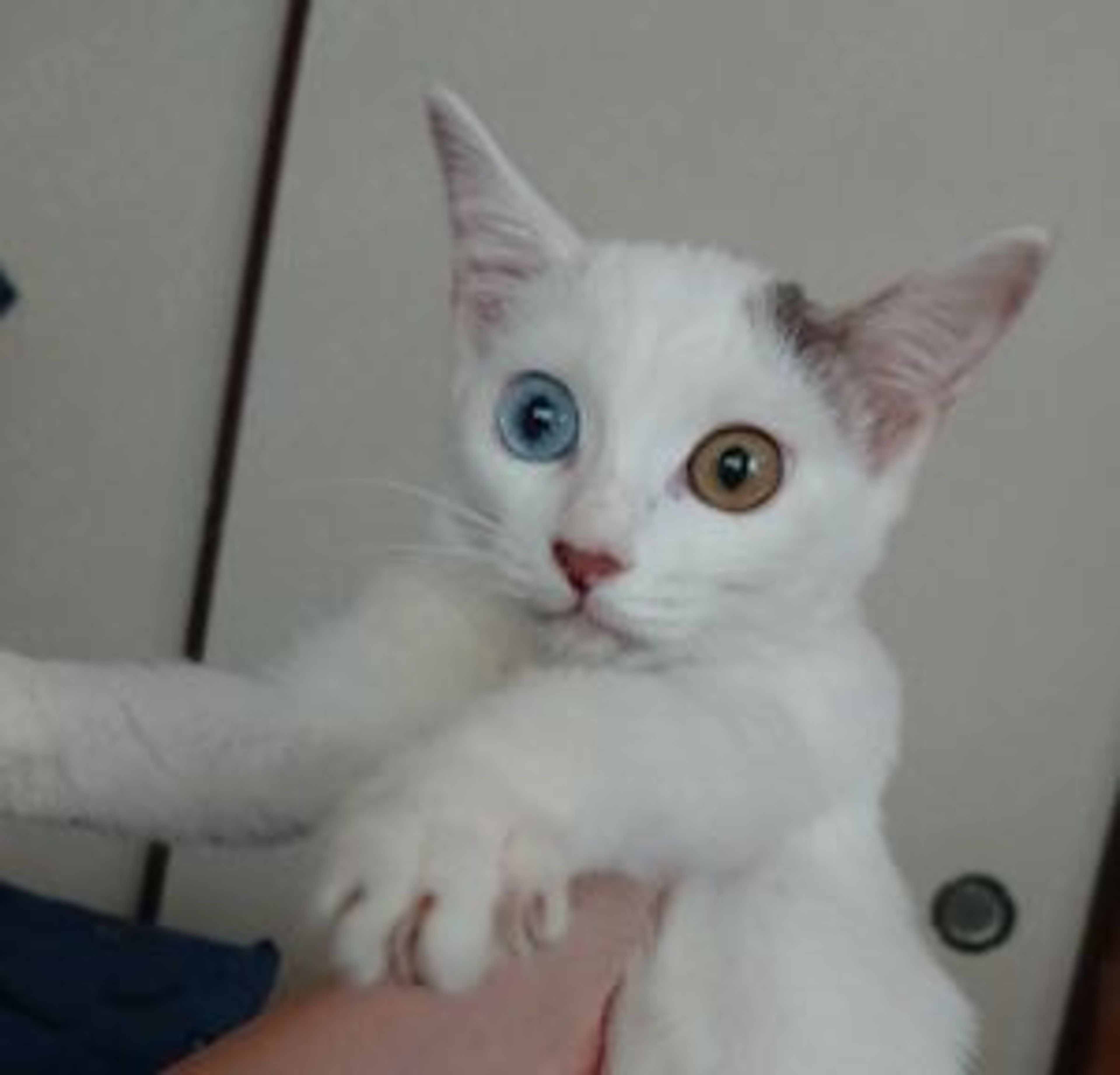 雑種（ミックス猫）・メスの里親募集の写真