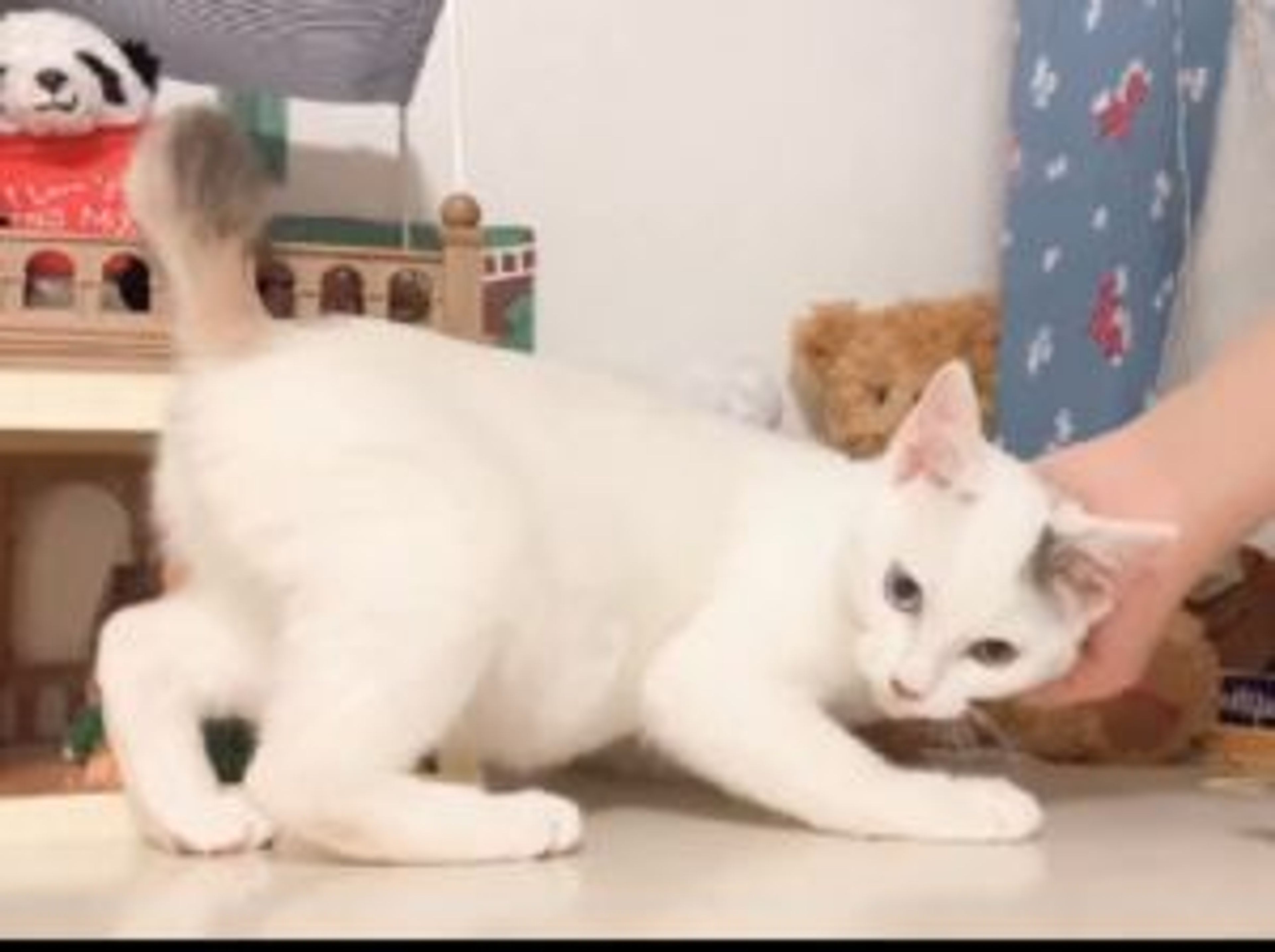 pet-image-2