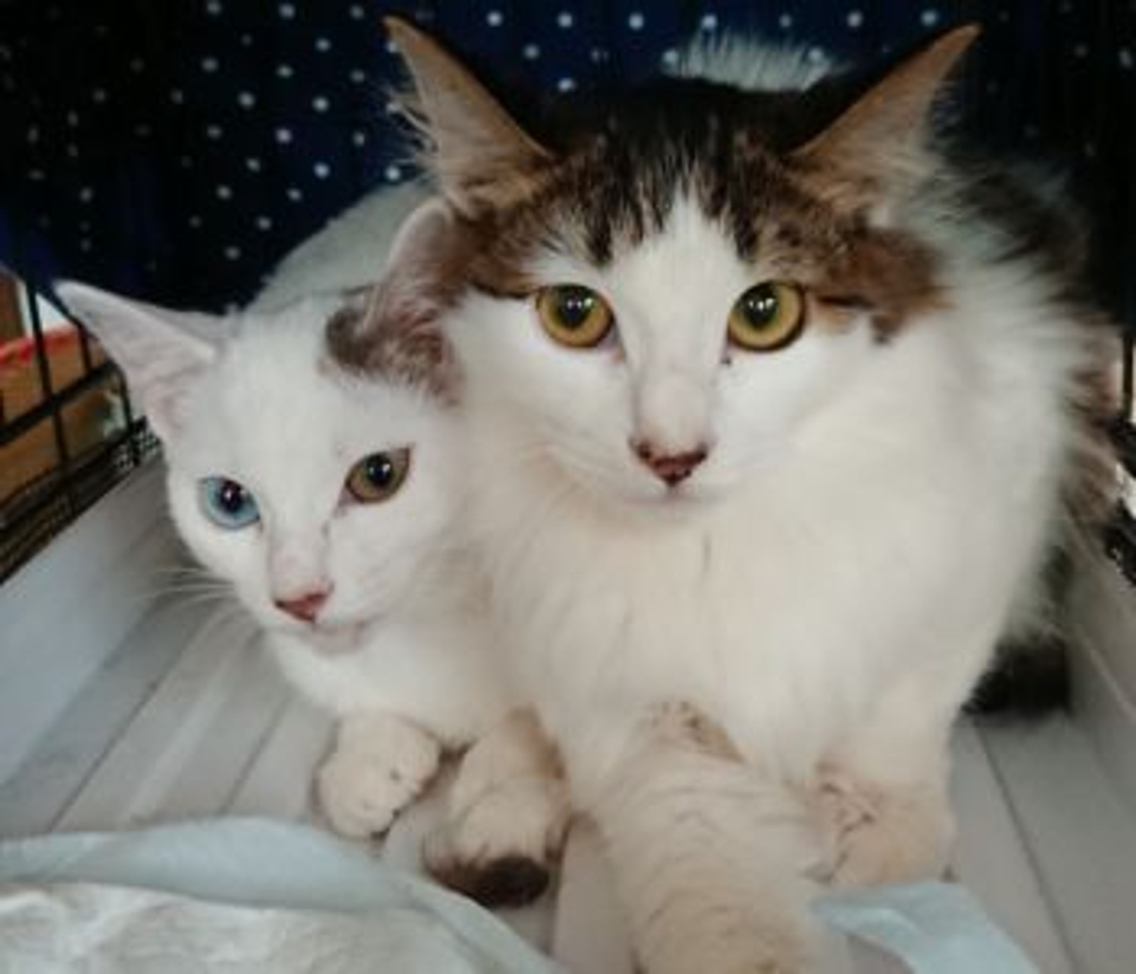 pet-image-4