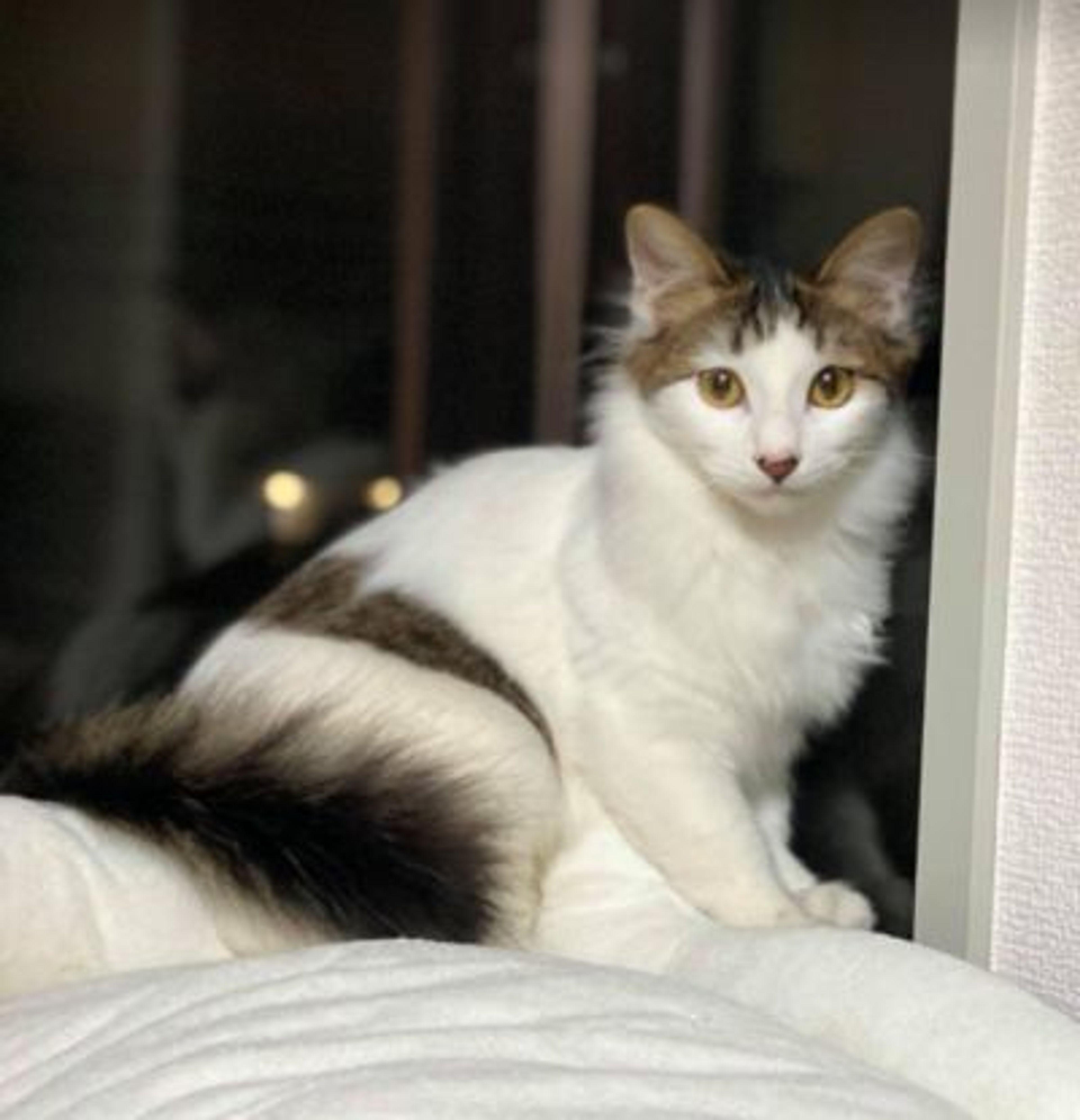 雑種（ミックス猫）・オスの里親募集の写真