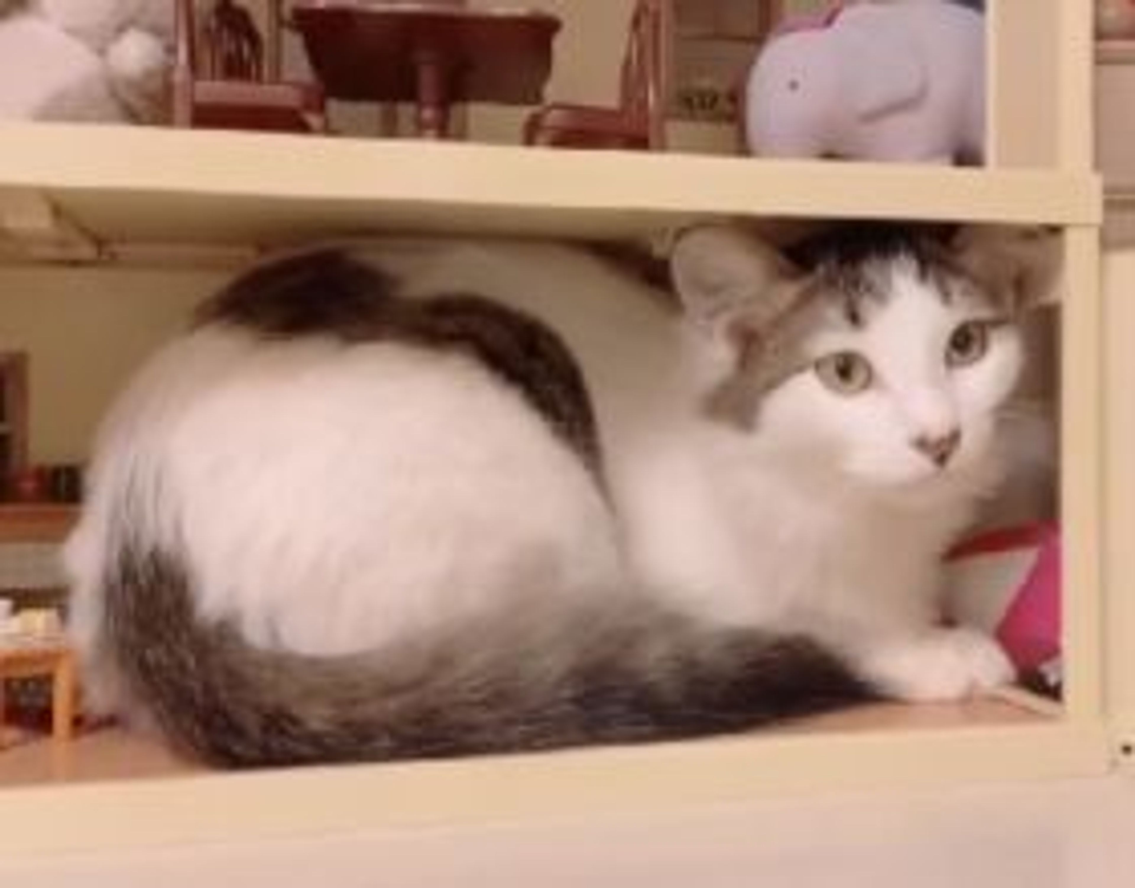 pet-image-4