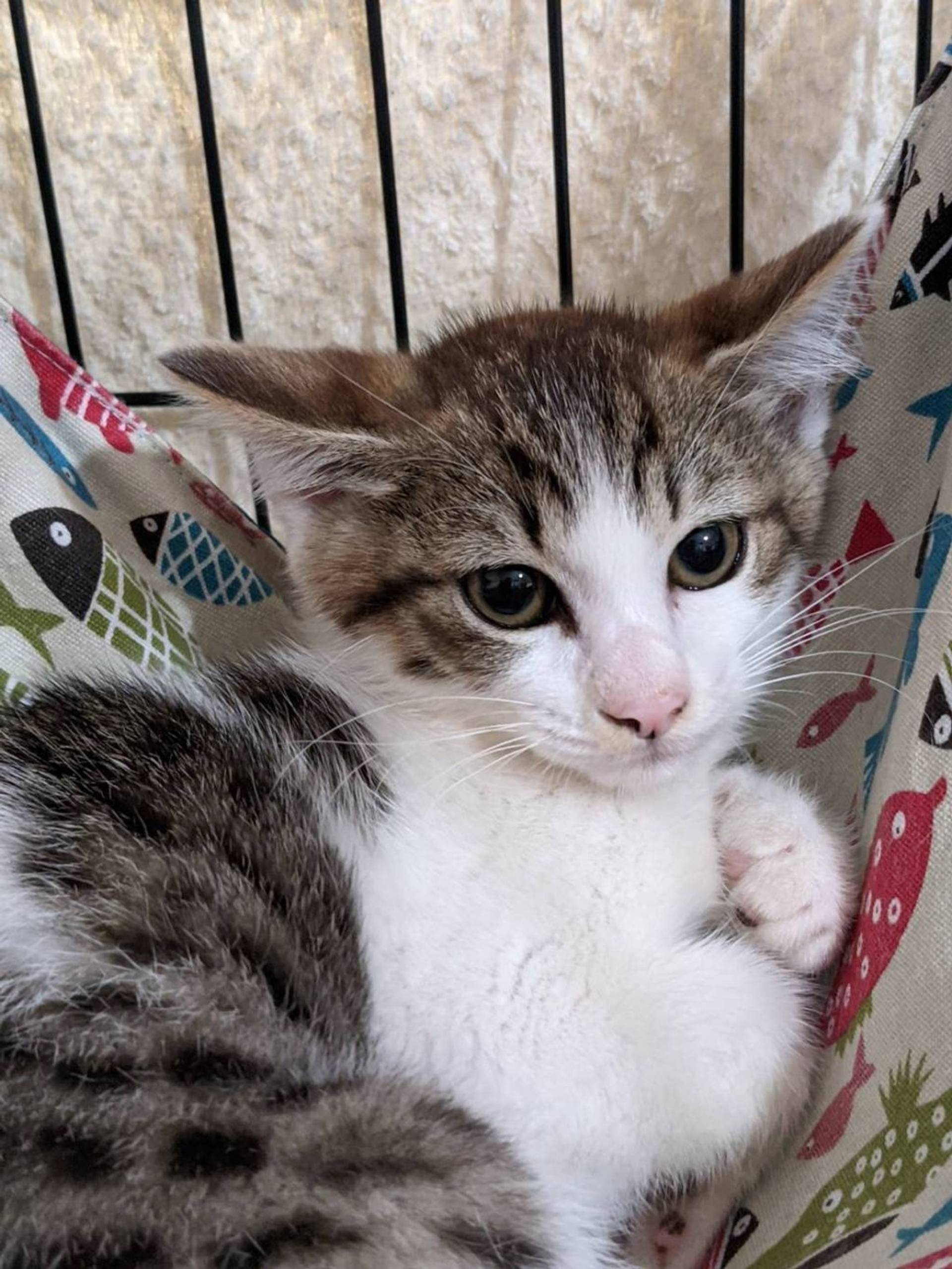 雑種（ミックス猫）・メスの里親募集の写真