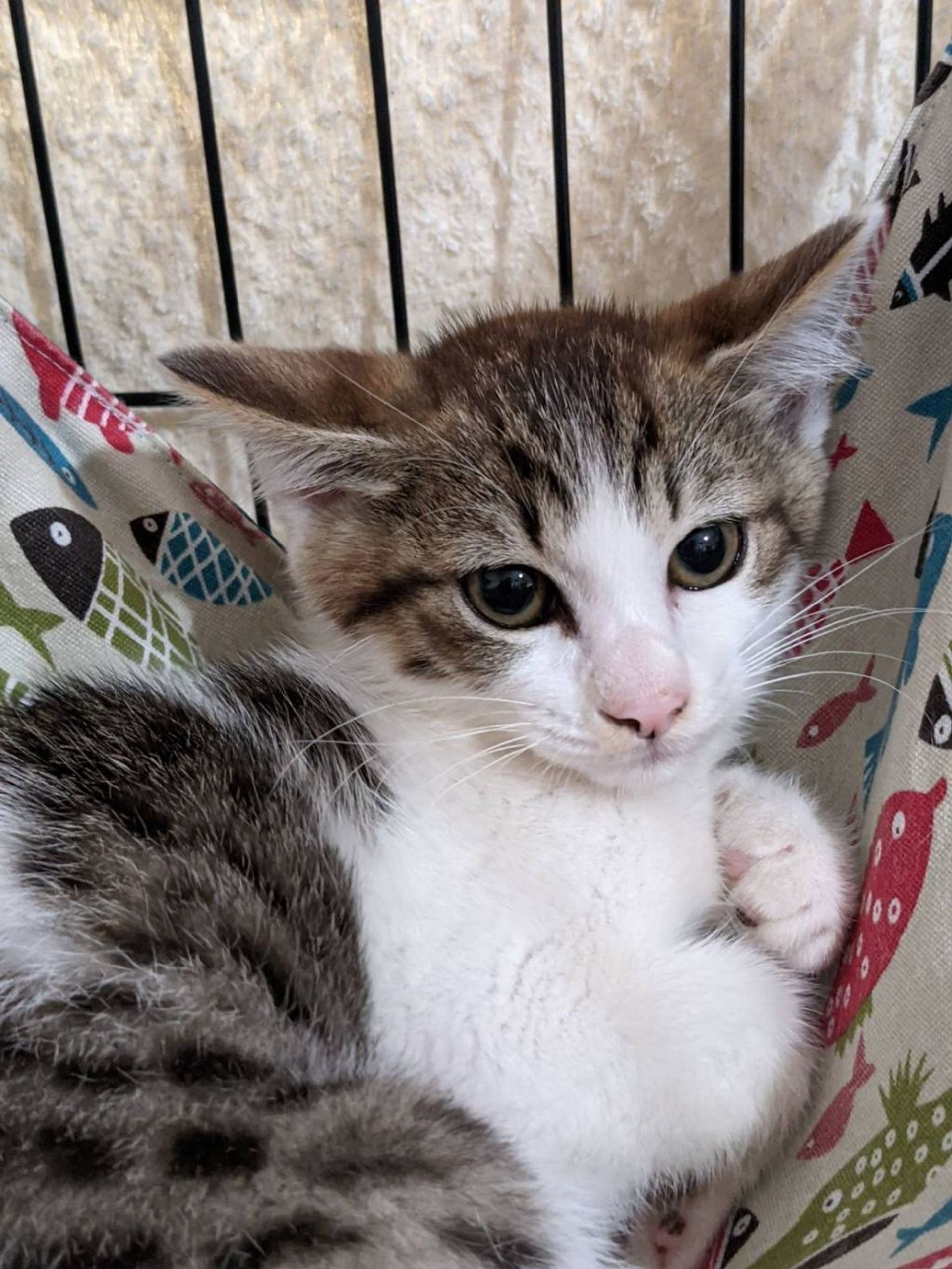 雑種（ミックス猫）・メスの里親募集の写真