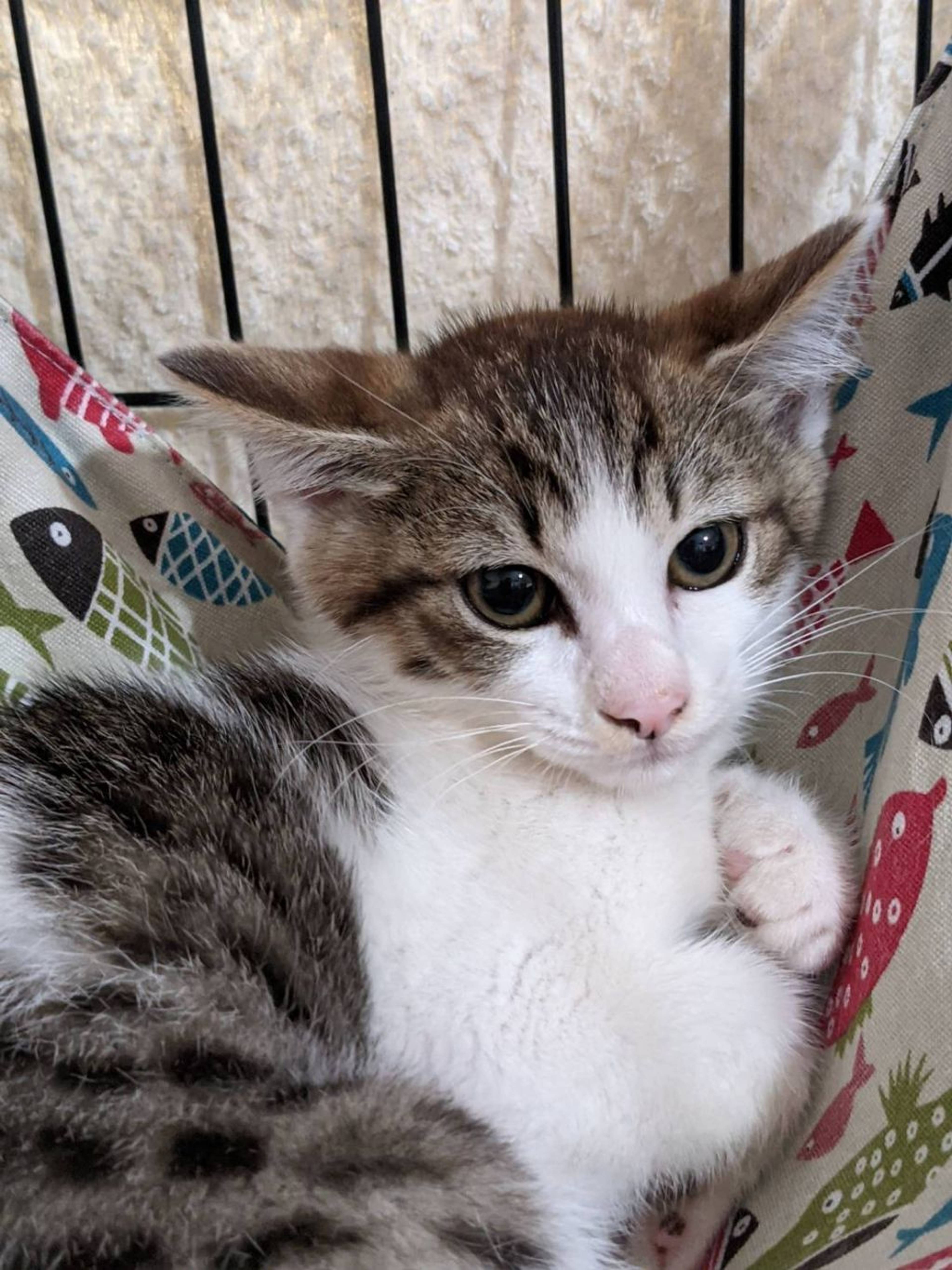 雑種（ミックス猫）・メスの里親募集の写真