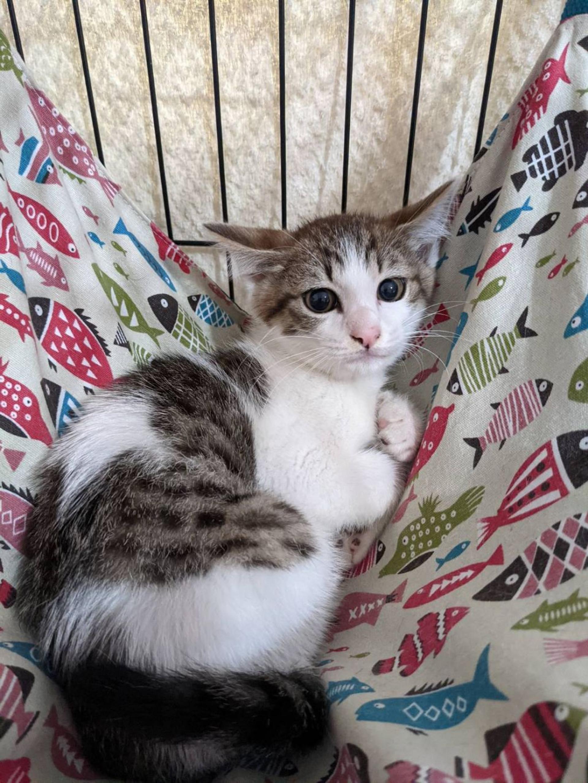 pet-image-4