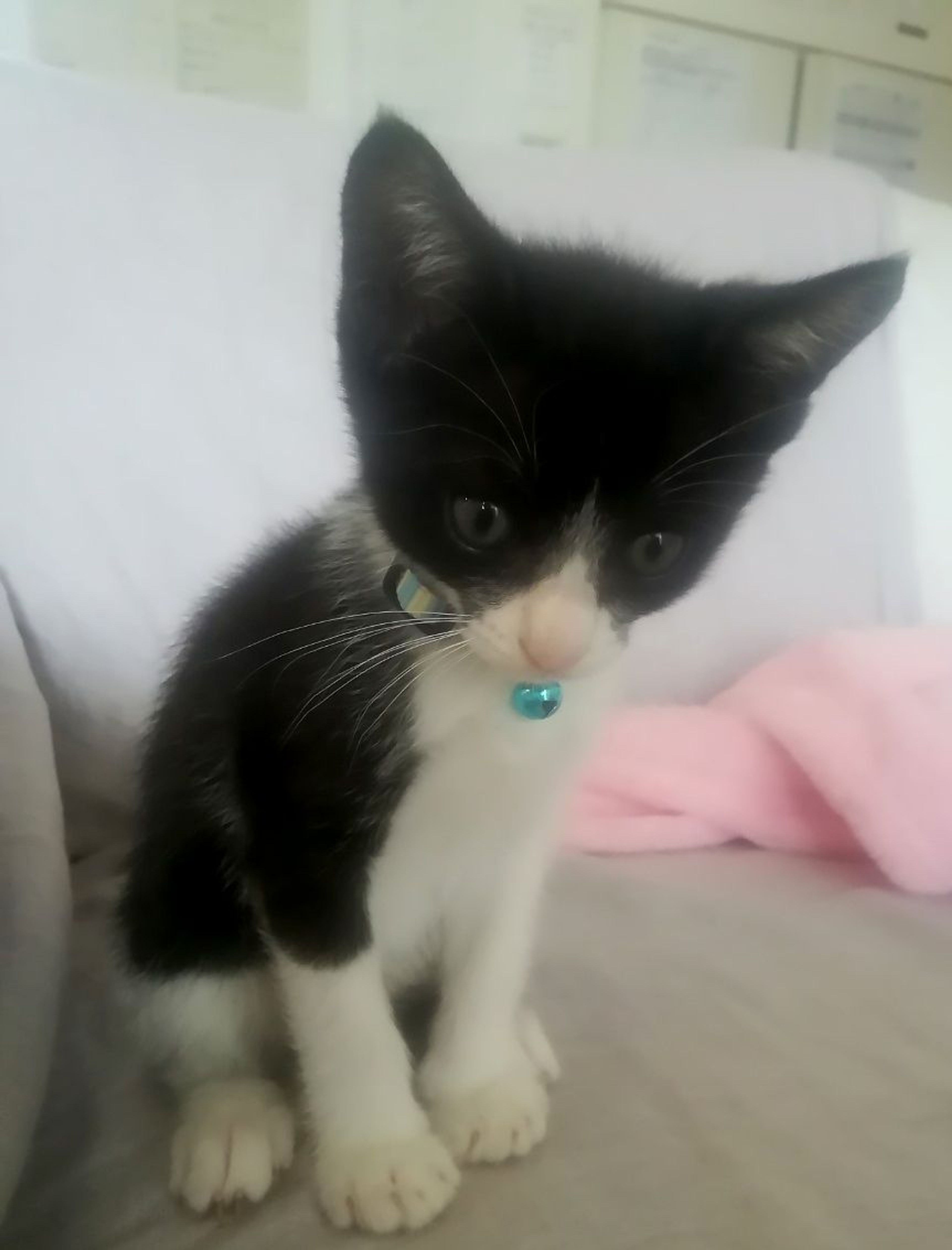 pet-image-4