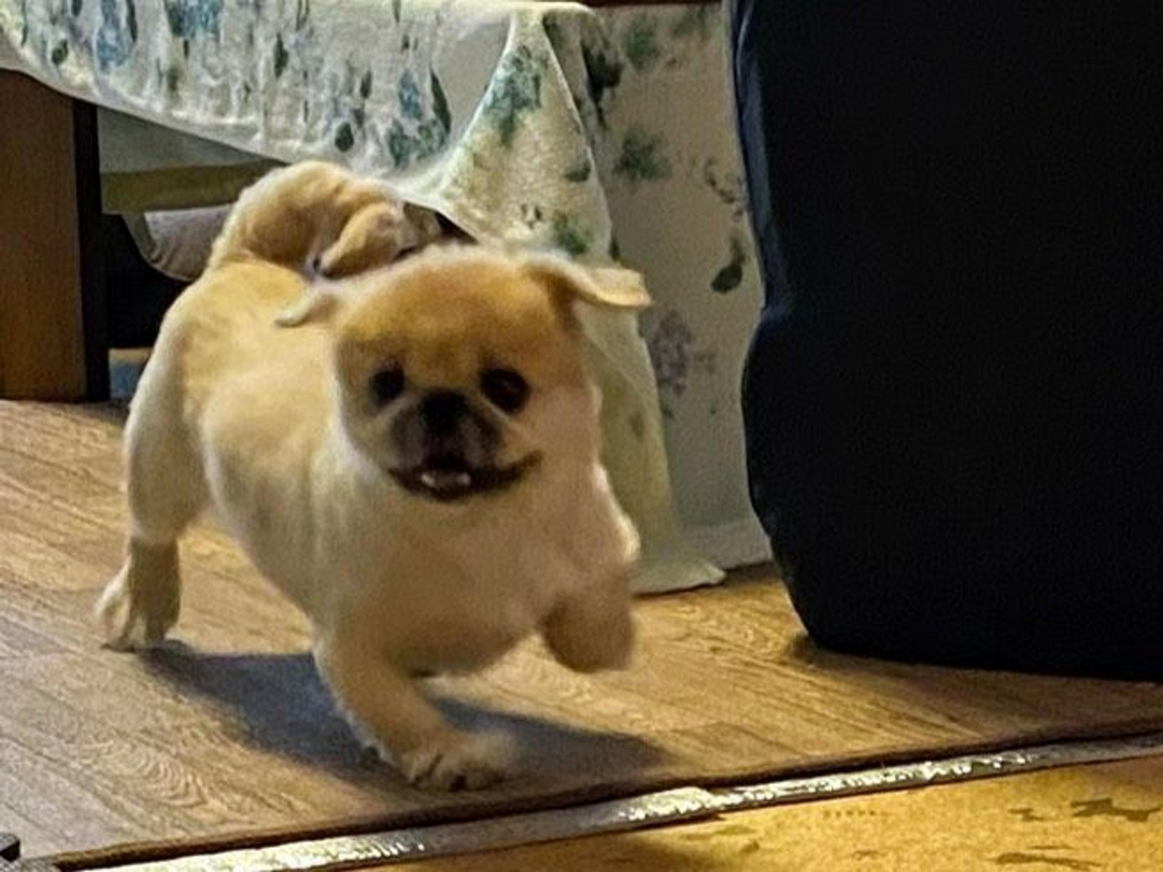 pet-image-2