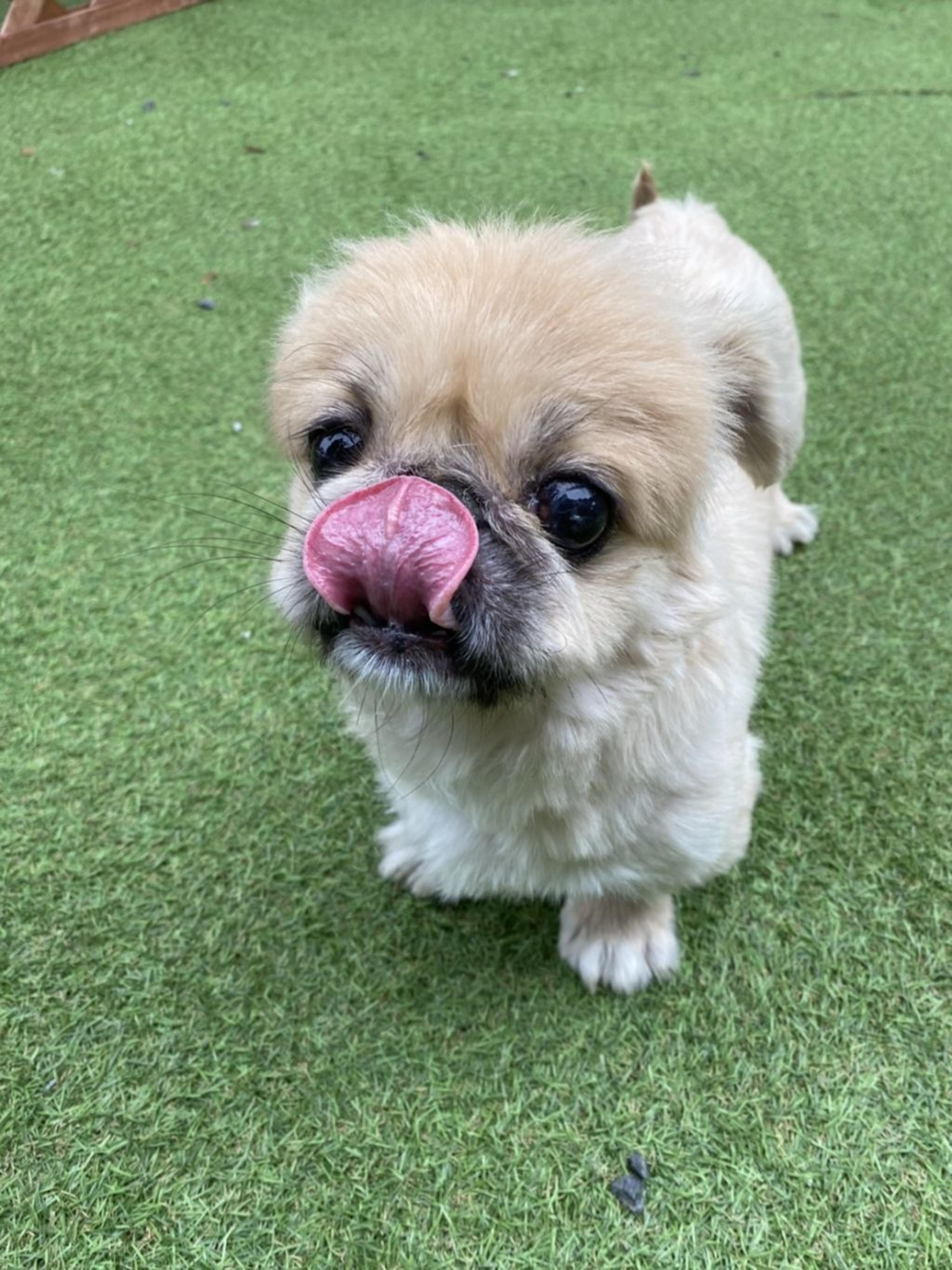 pet-image-3