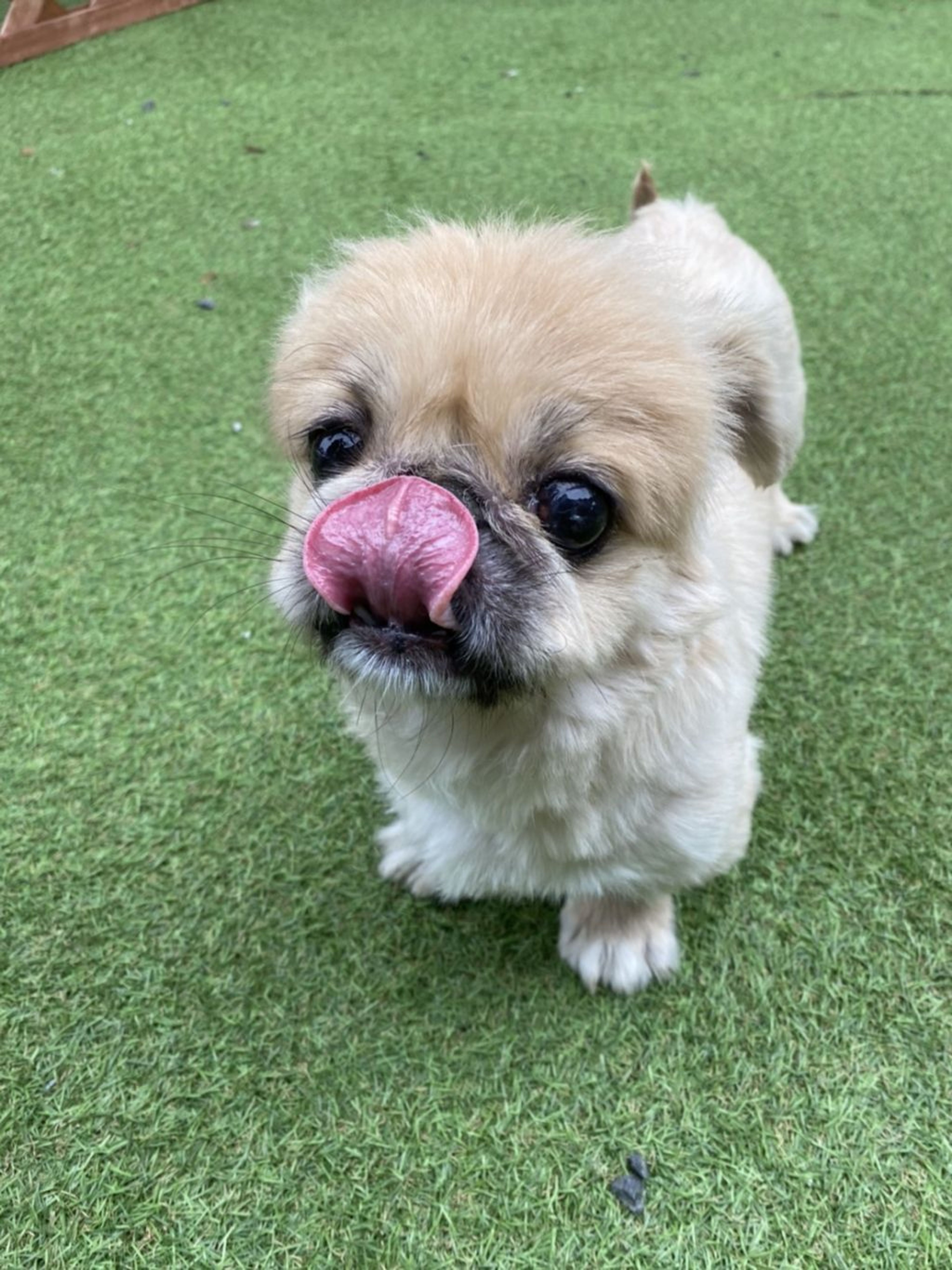 pet-image-3