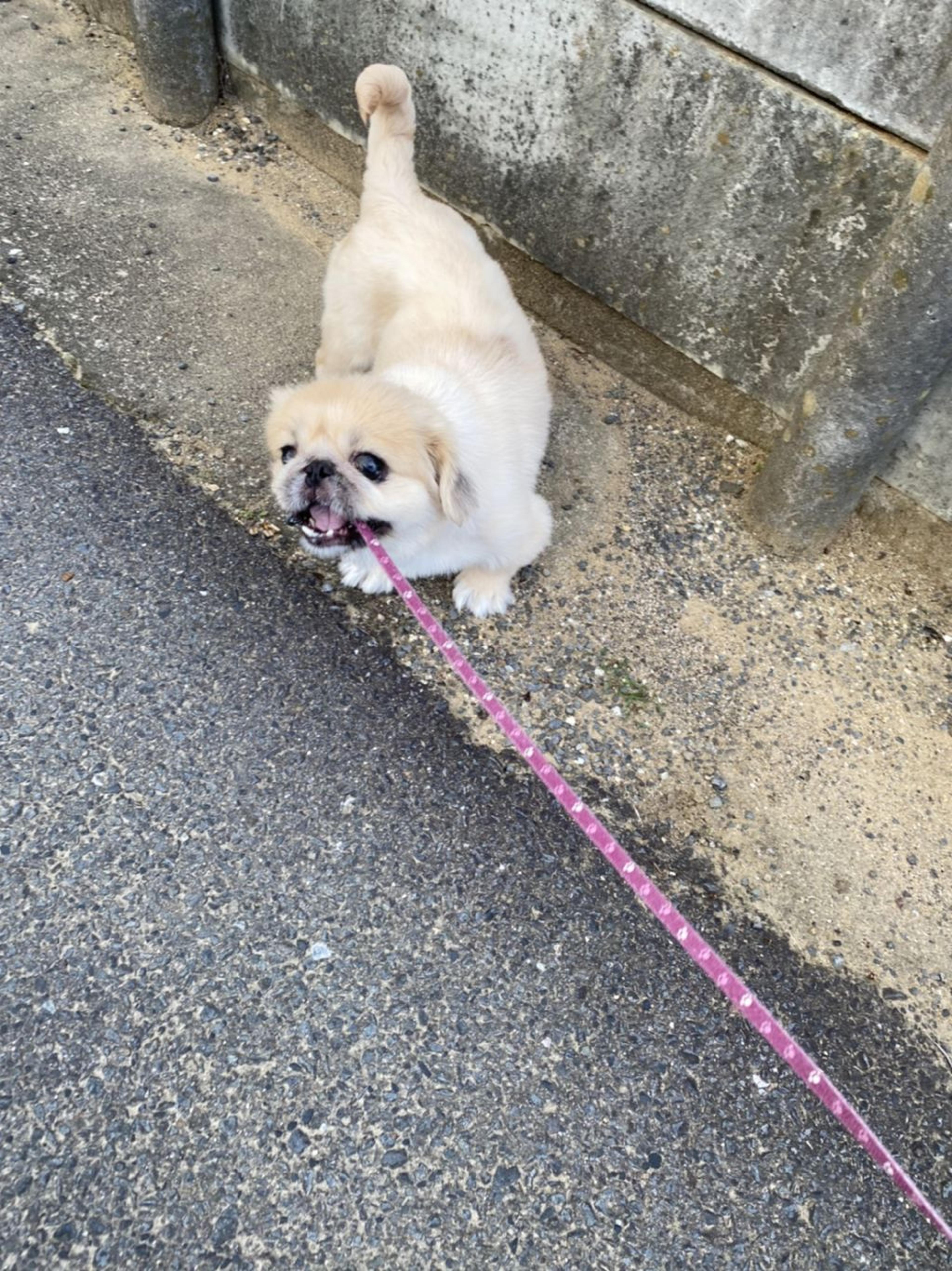 pet-image-4