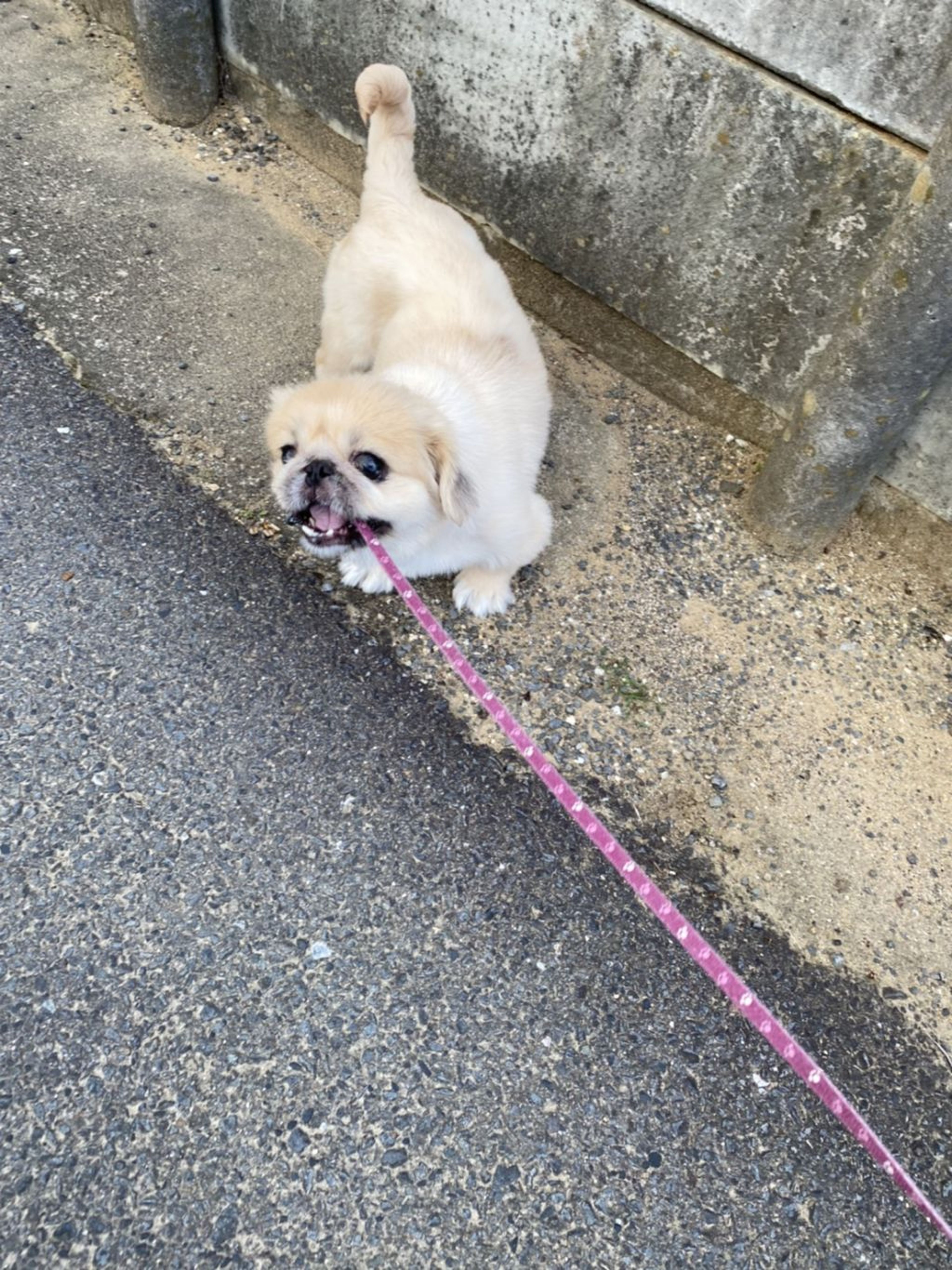 pet-image-4