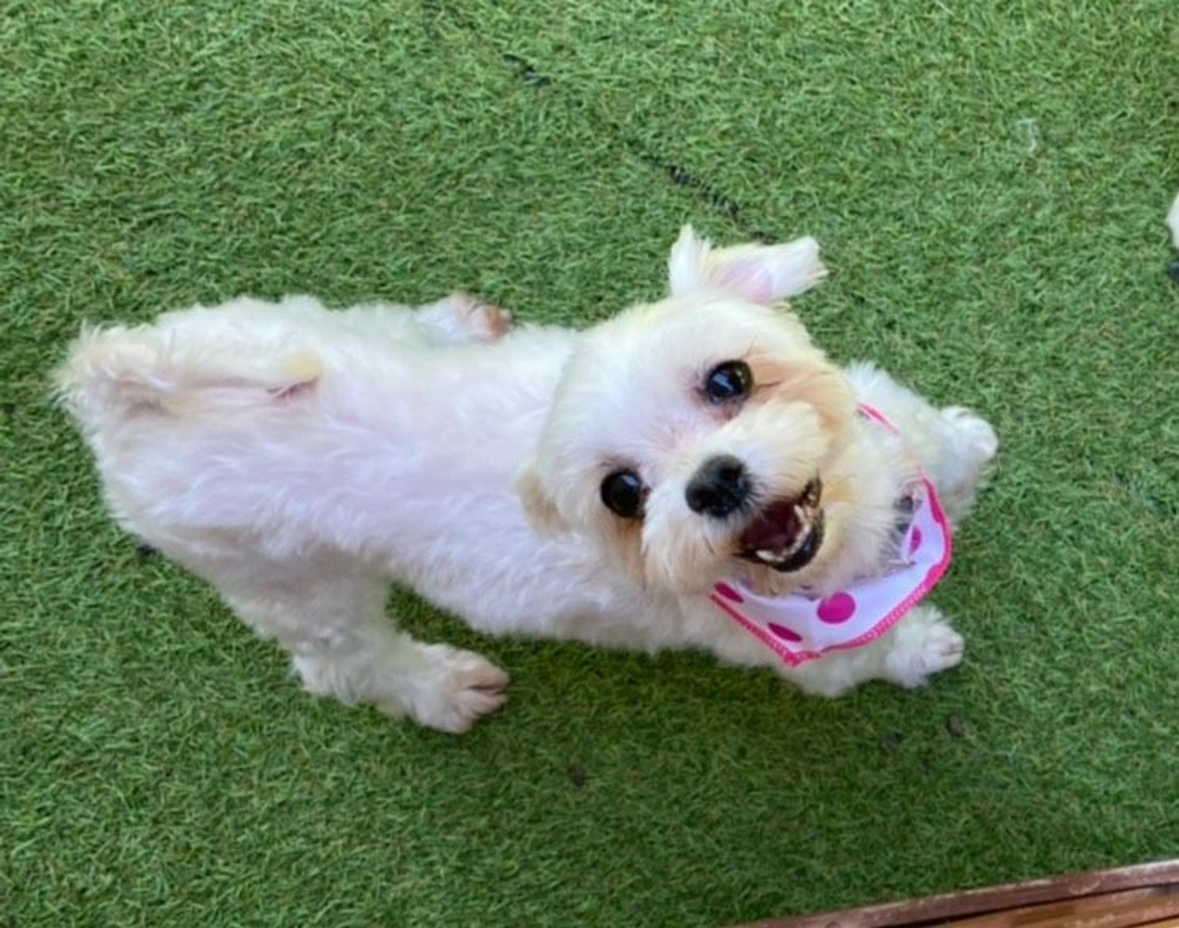 pet-image-2