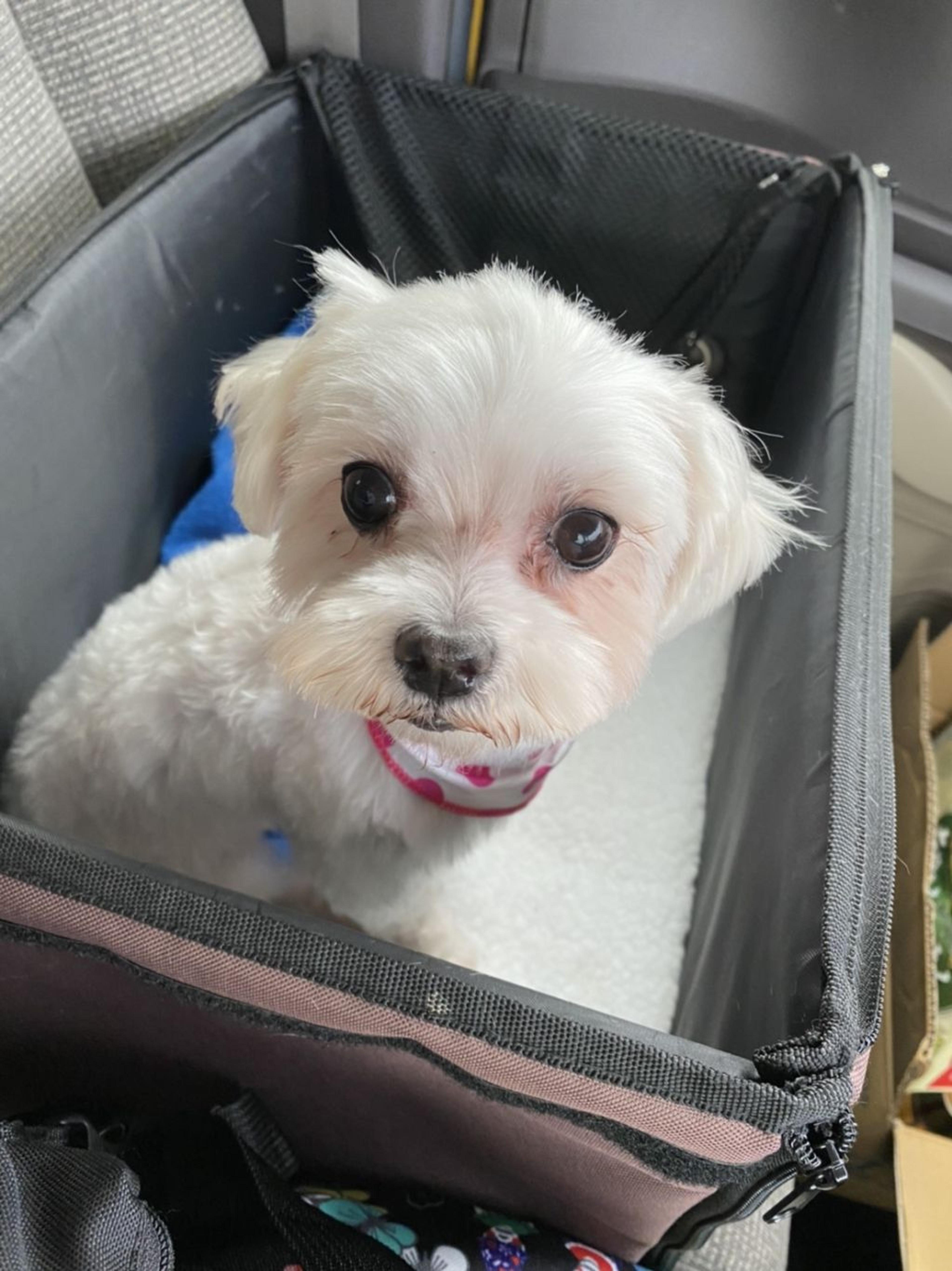 pet-image-3