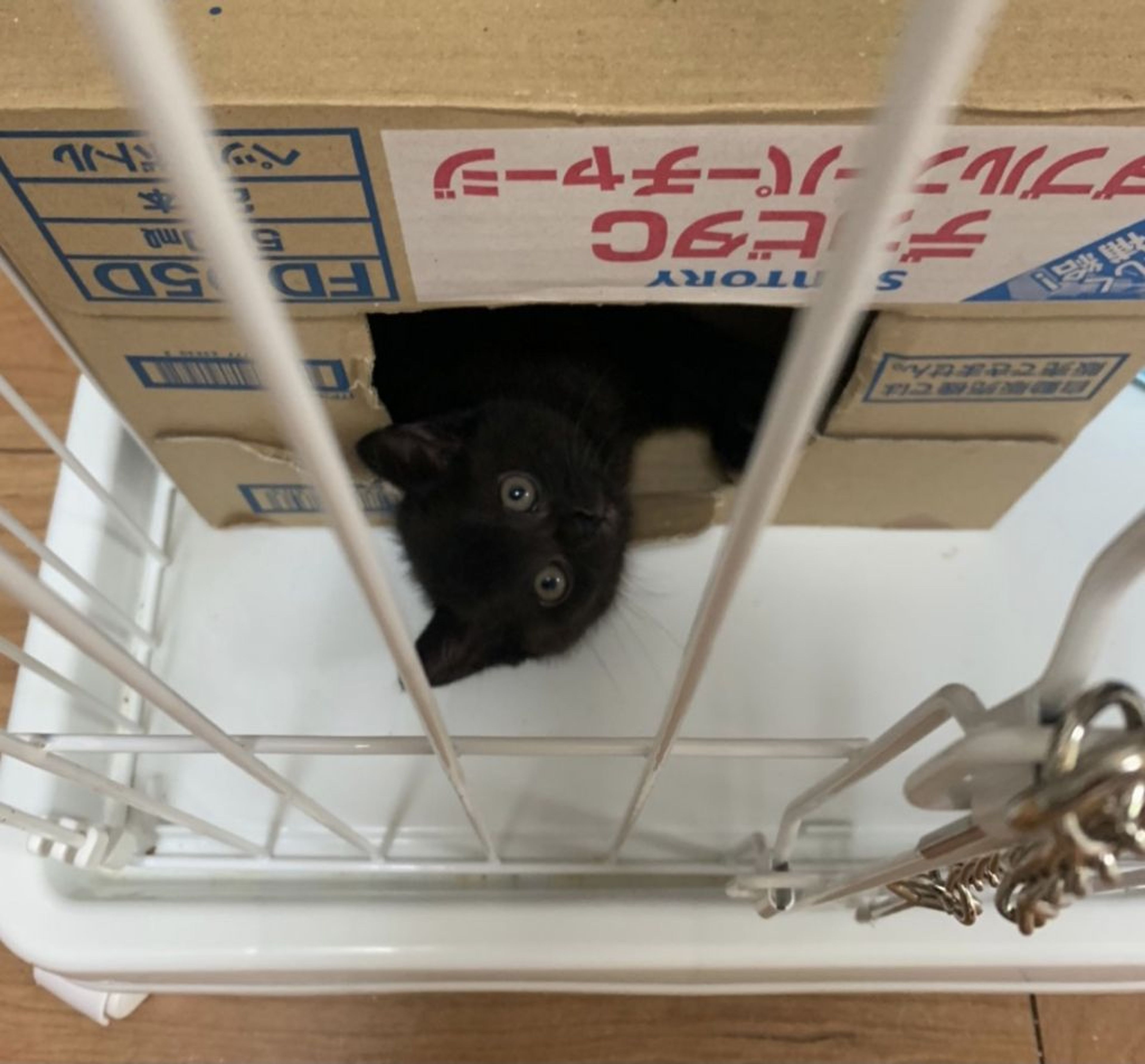 pet-image-3