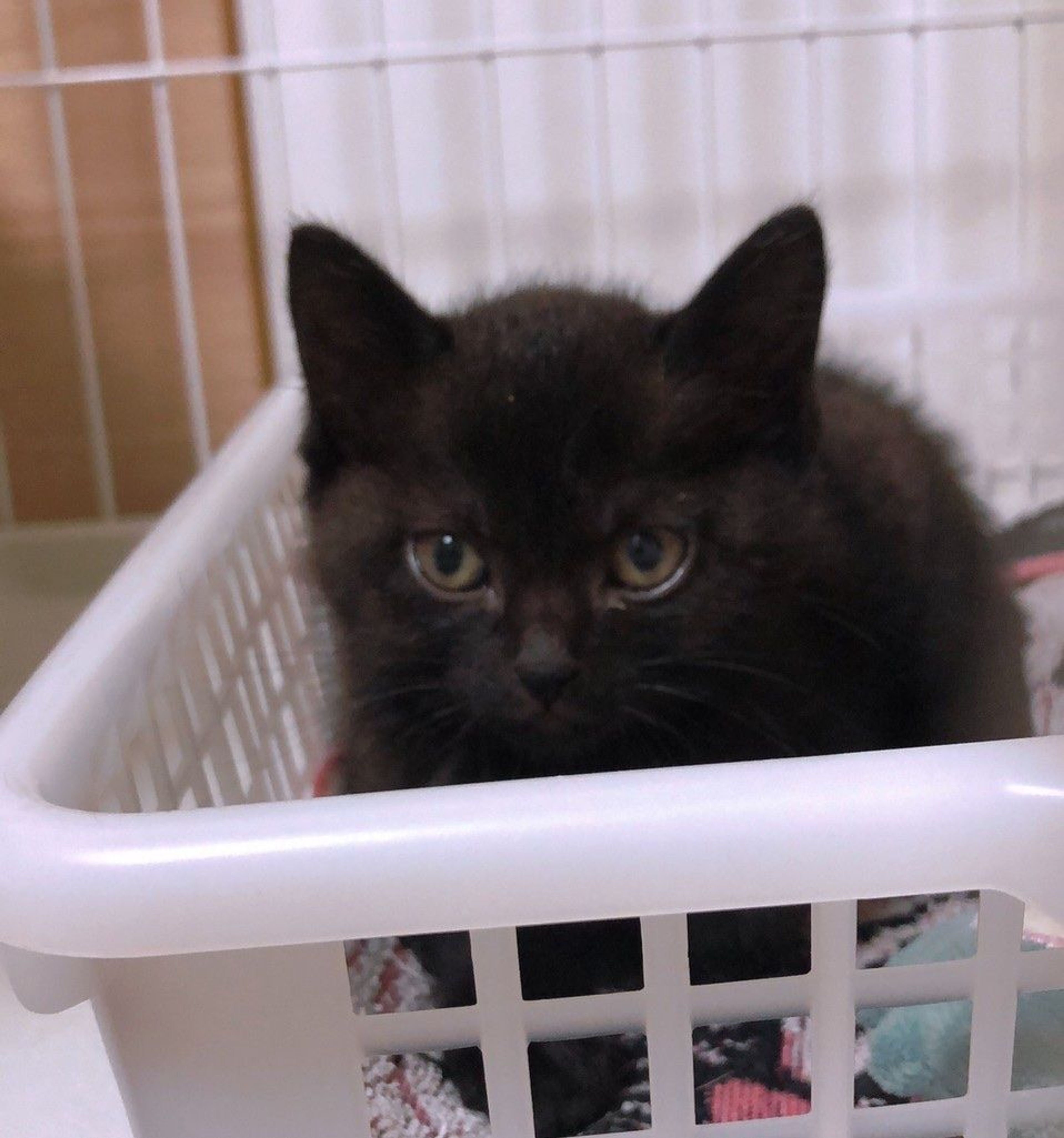 pet-image-4