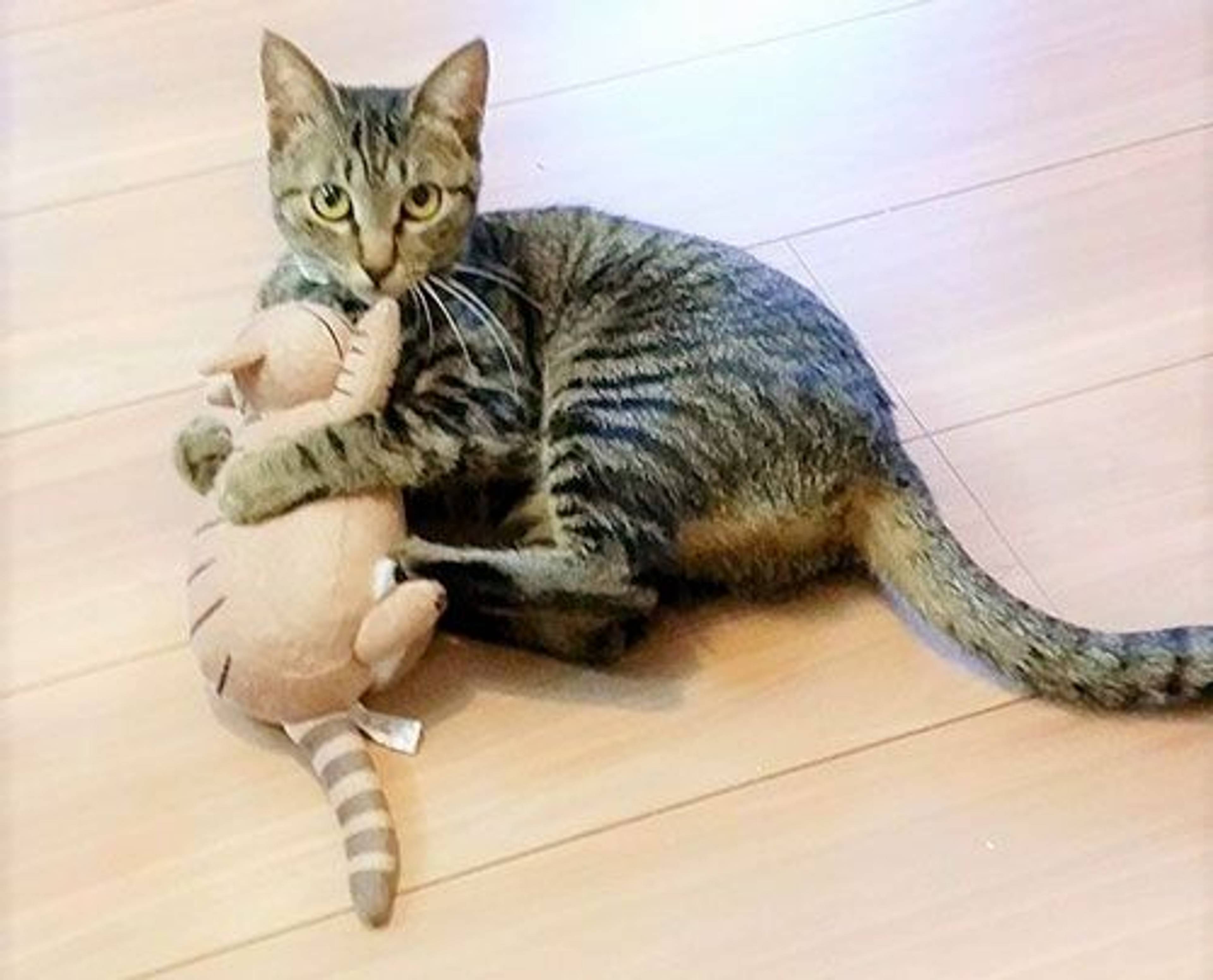 雑種（ミックス猫）・メスの里親募集の写真