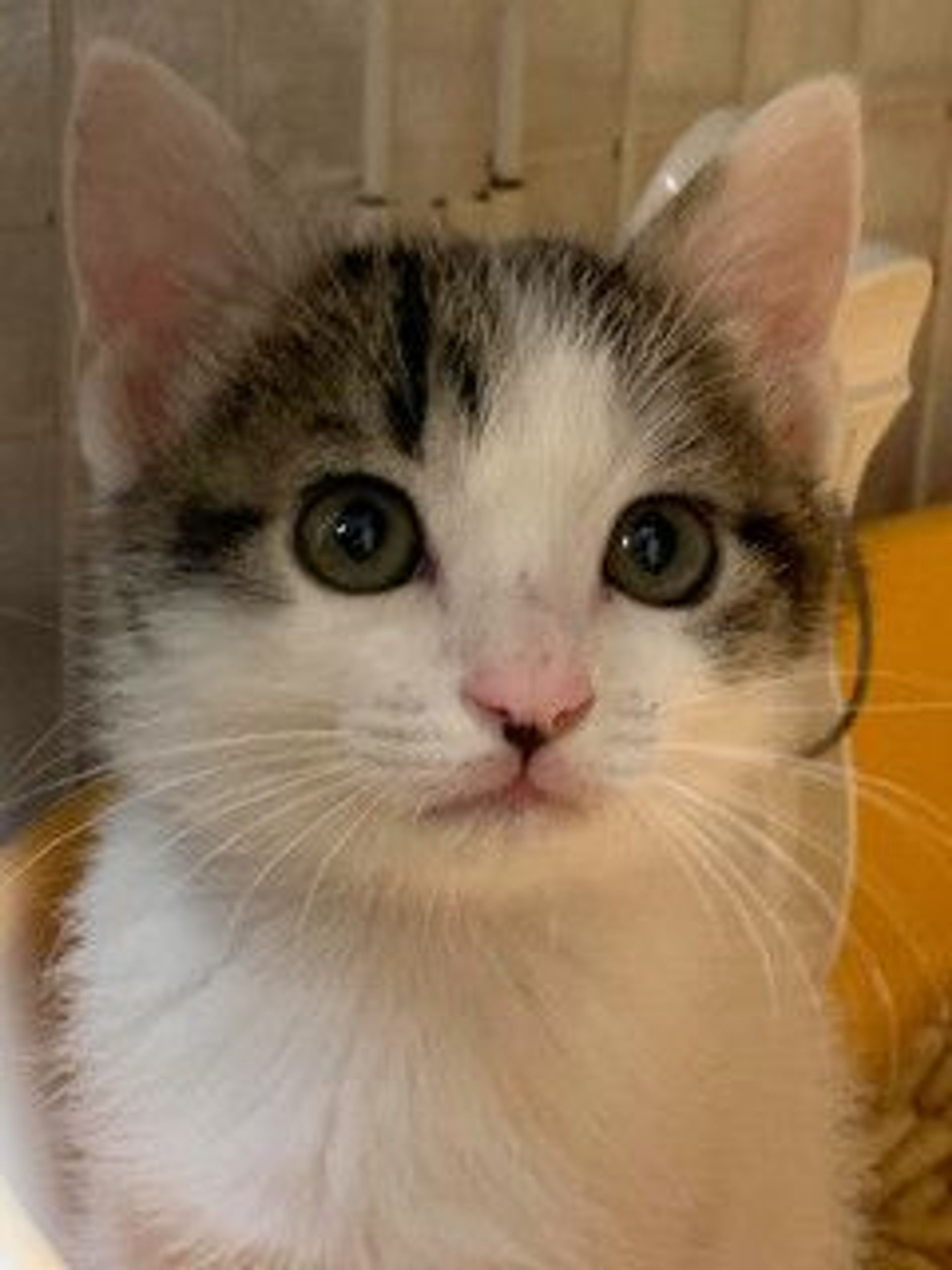 雑種（ミックス猫）・オスの里親募集の写真