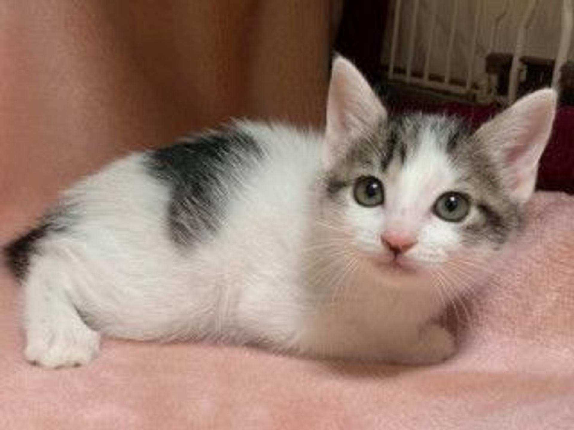 pet-image-6
