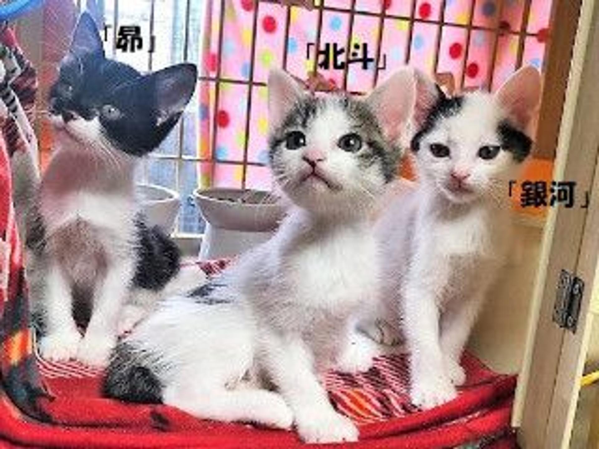 pet-image-7