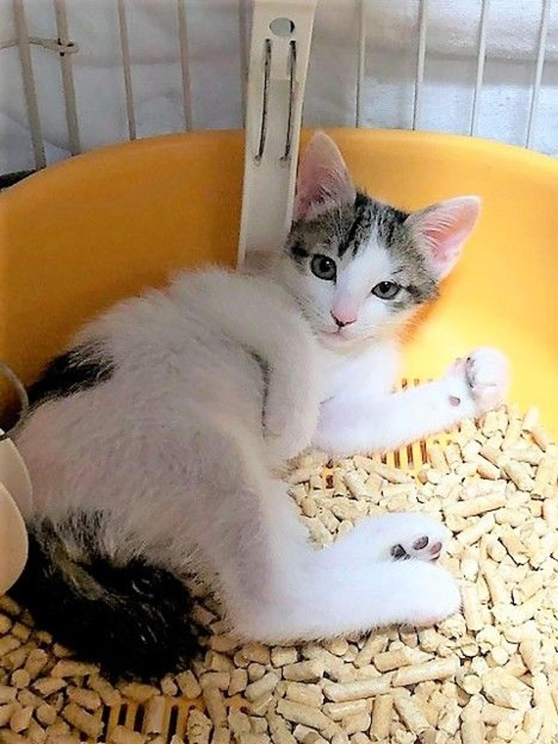 pet-image-2