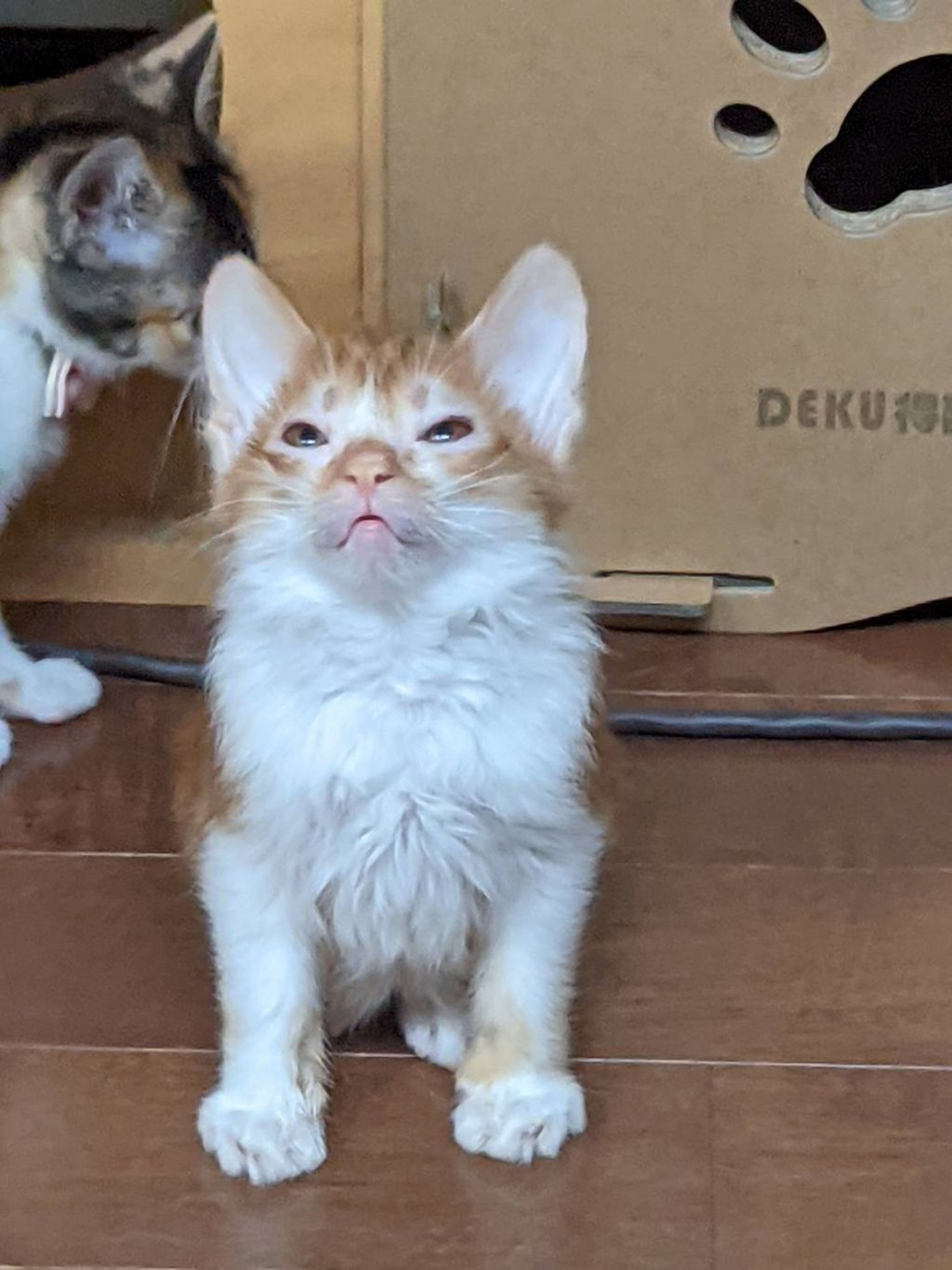 雑種（ミックス猫）・オスの里親募集の写真
