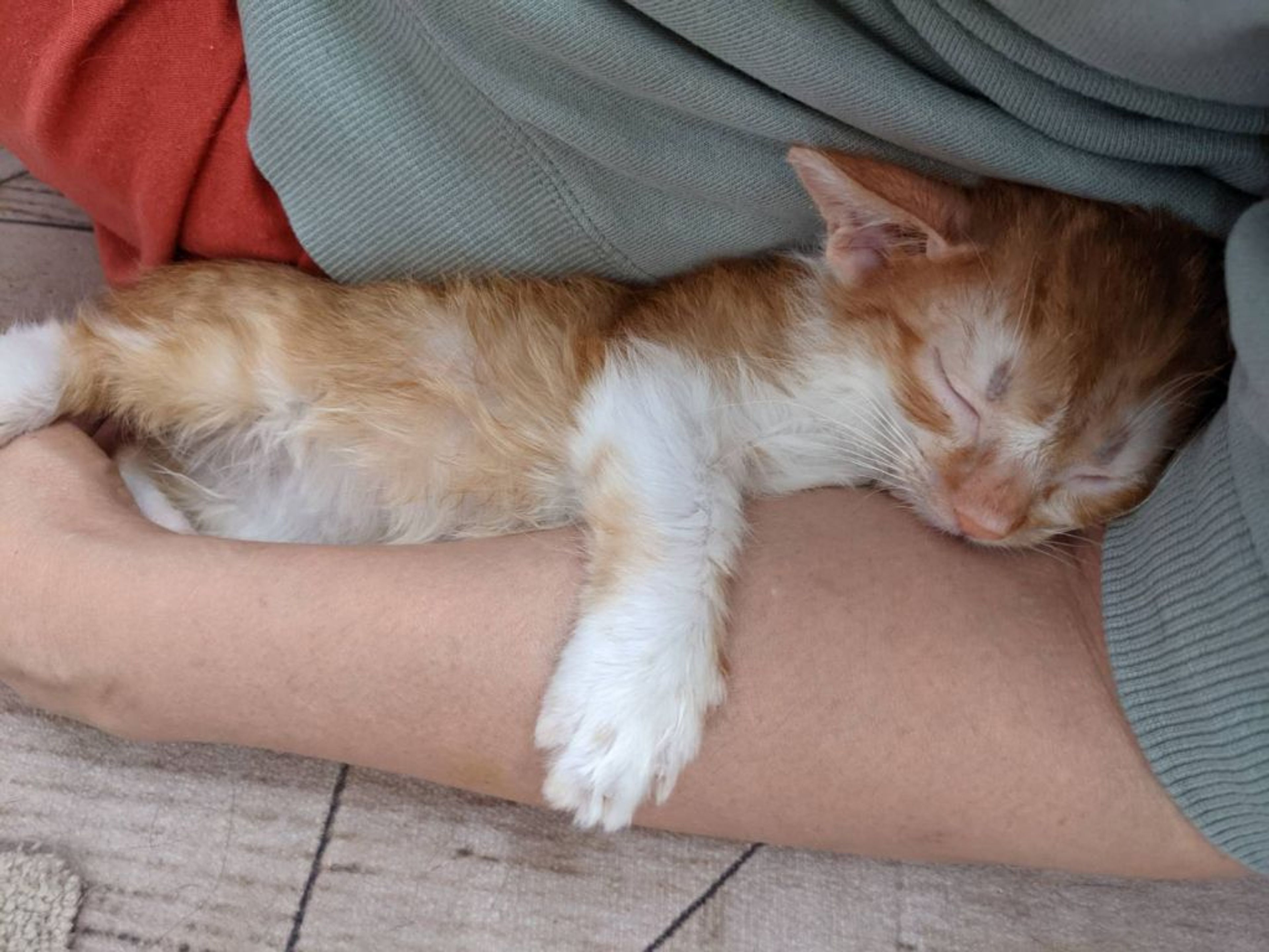 pet-image-2