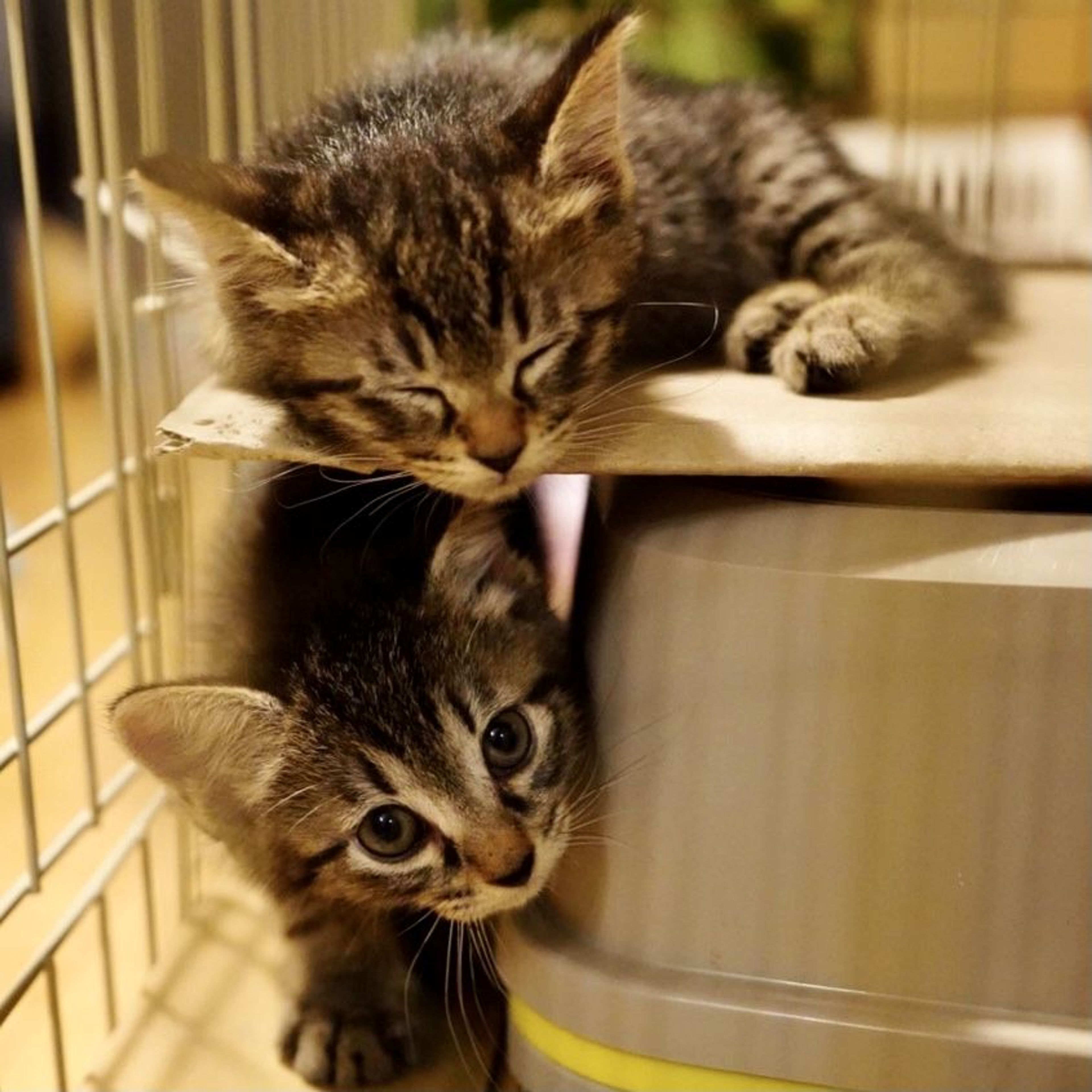 雑種（ミックス猫）・メスの里親募集の写真