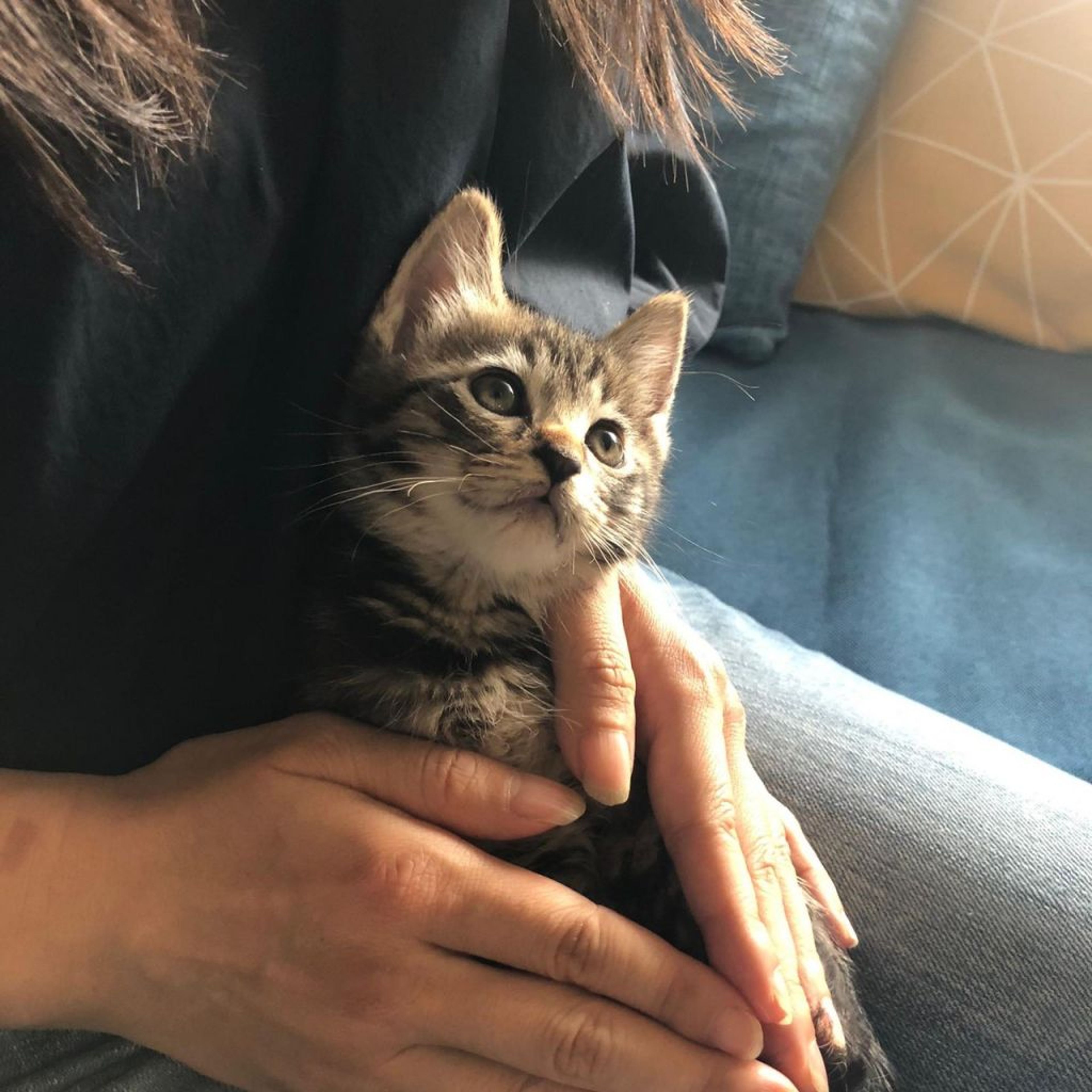 pet-image-3