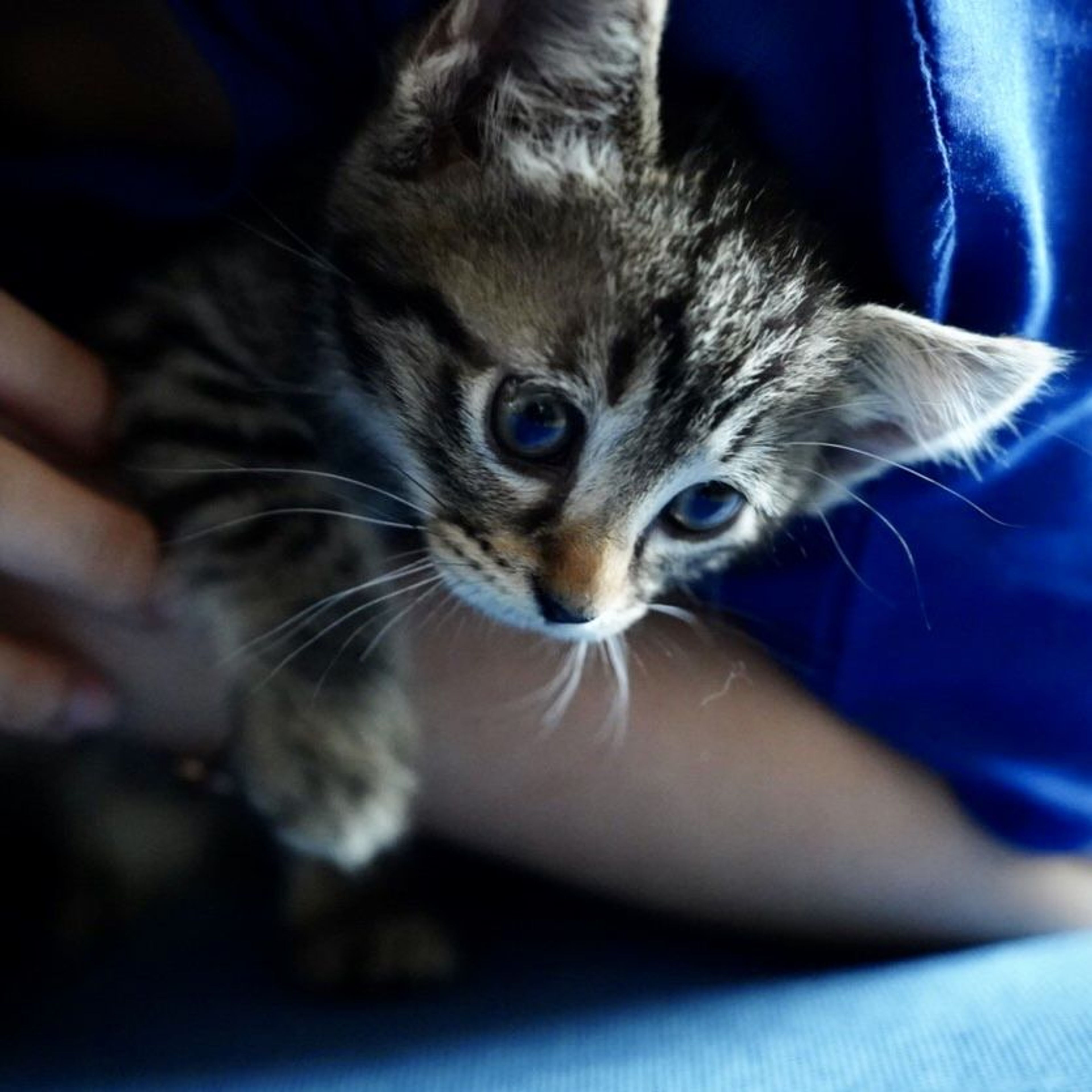pet-image-4