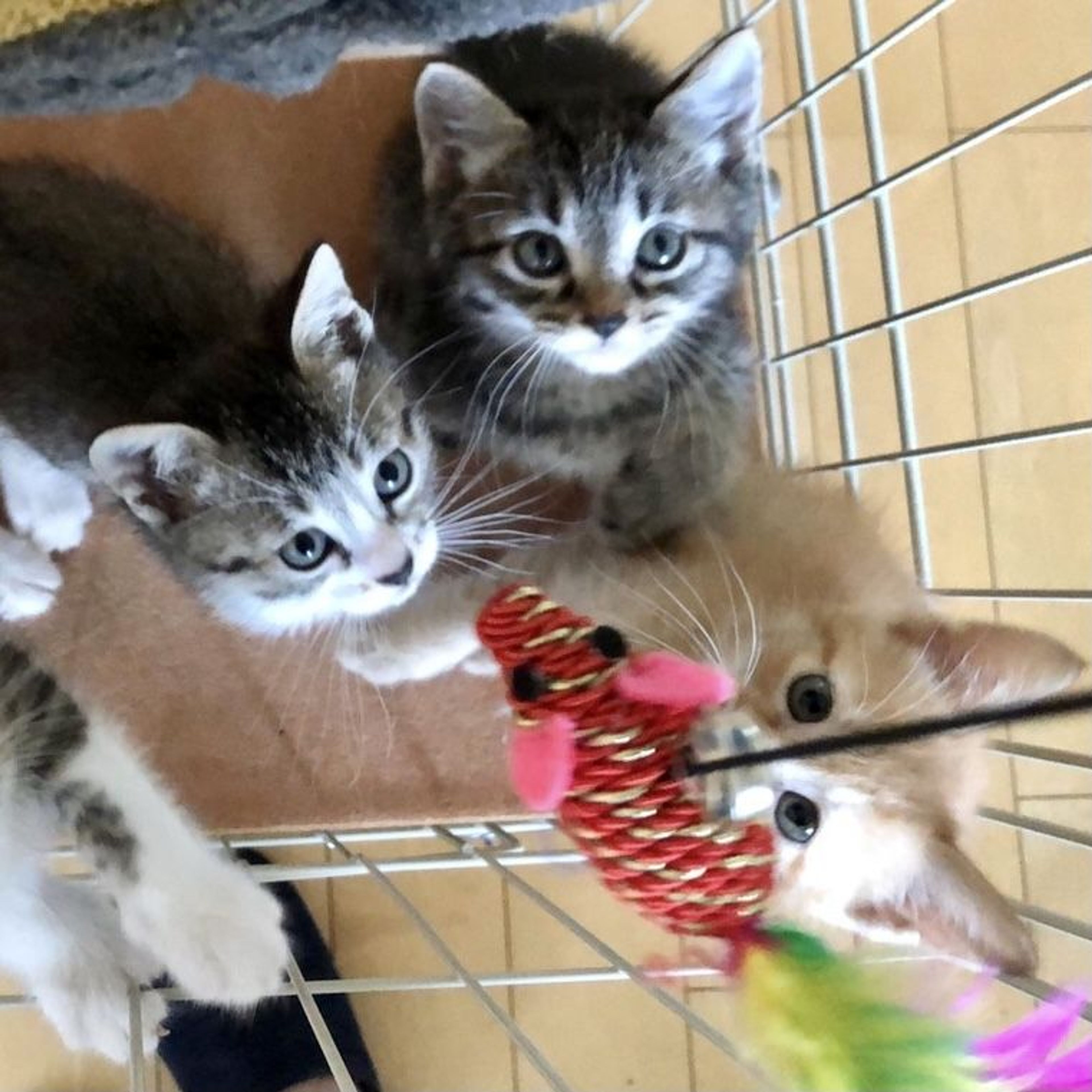 pet-image-8