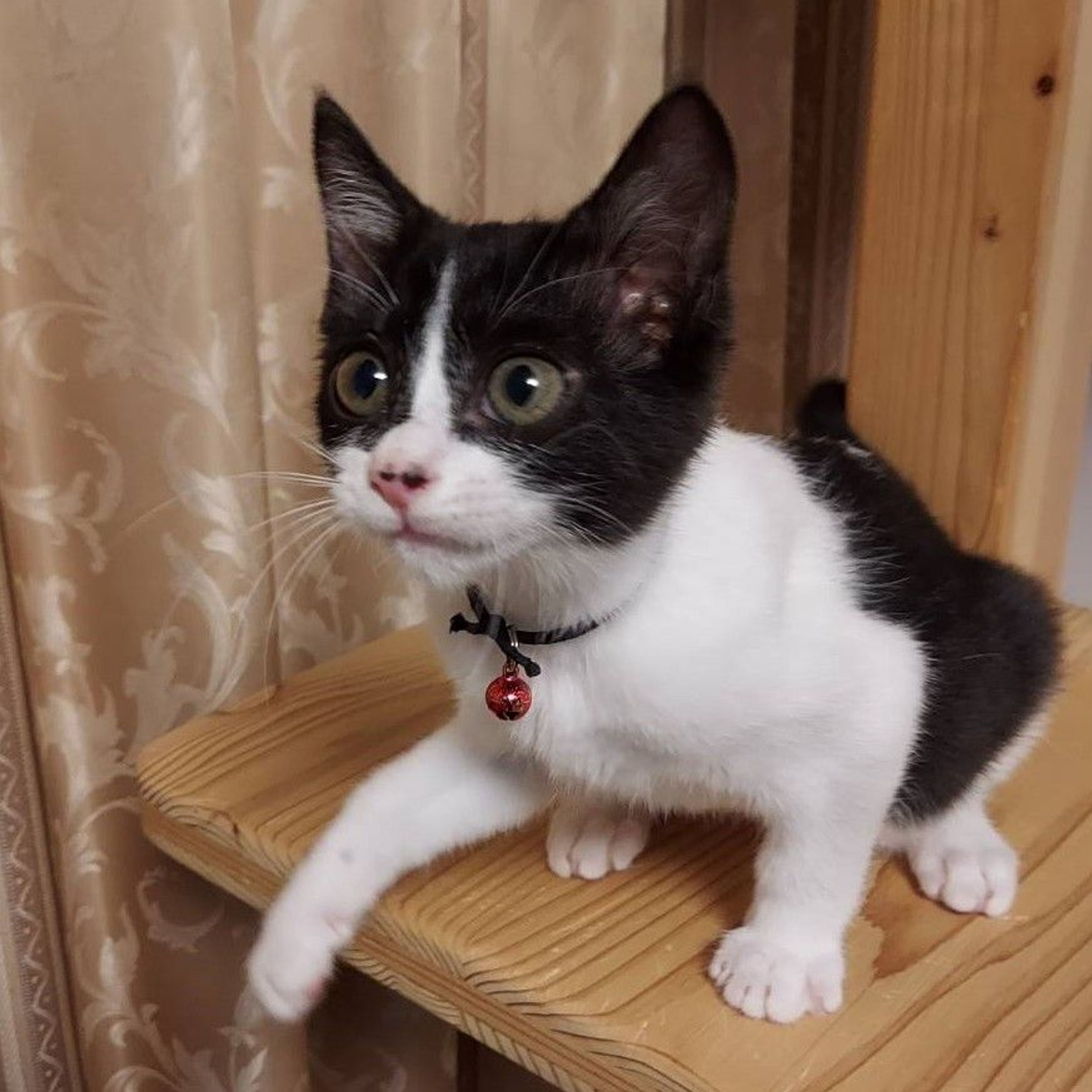 pet-image-3