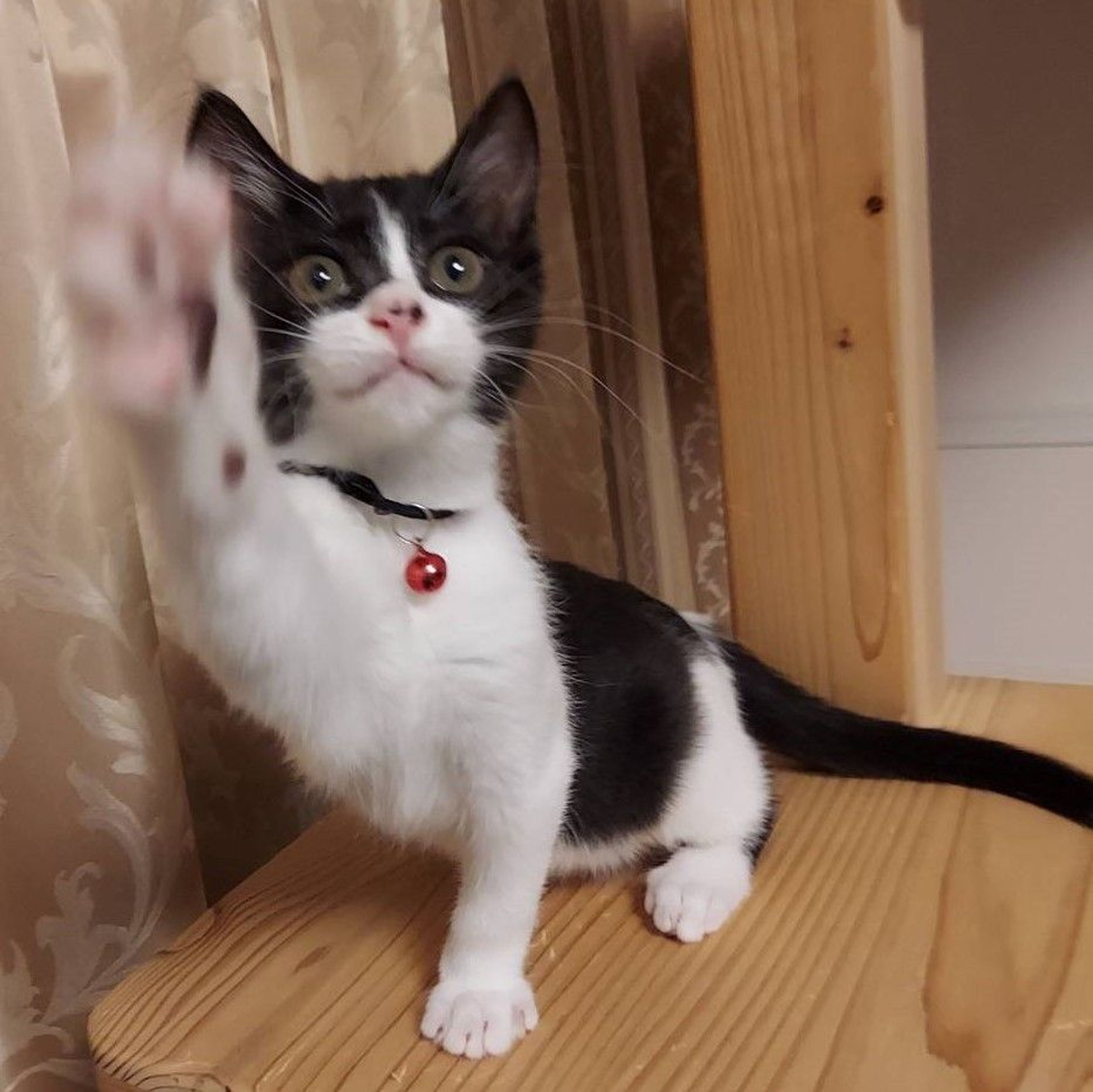 pet-image-4