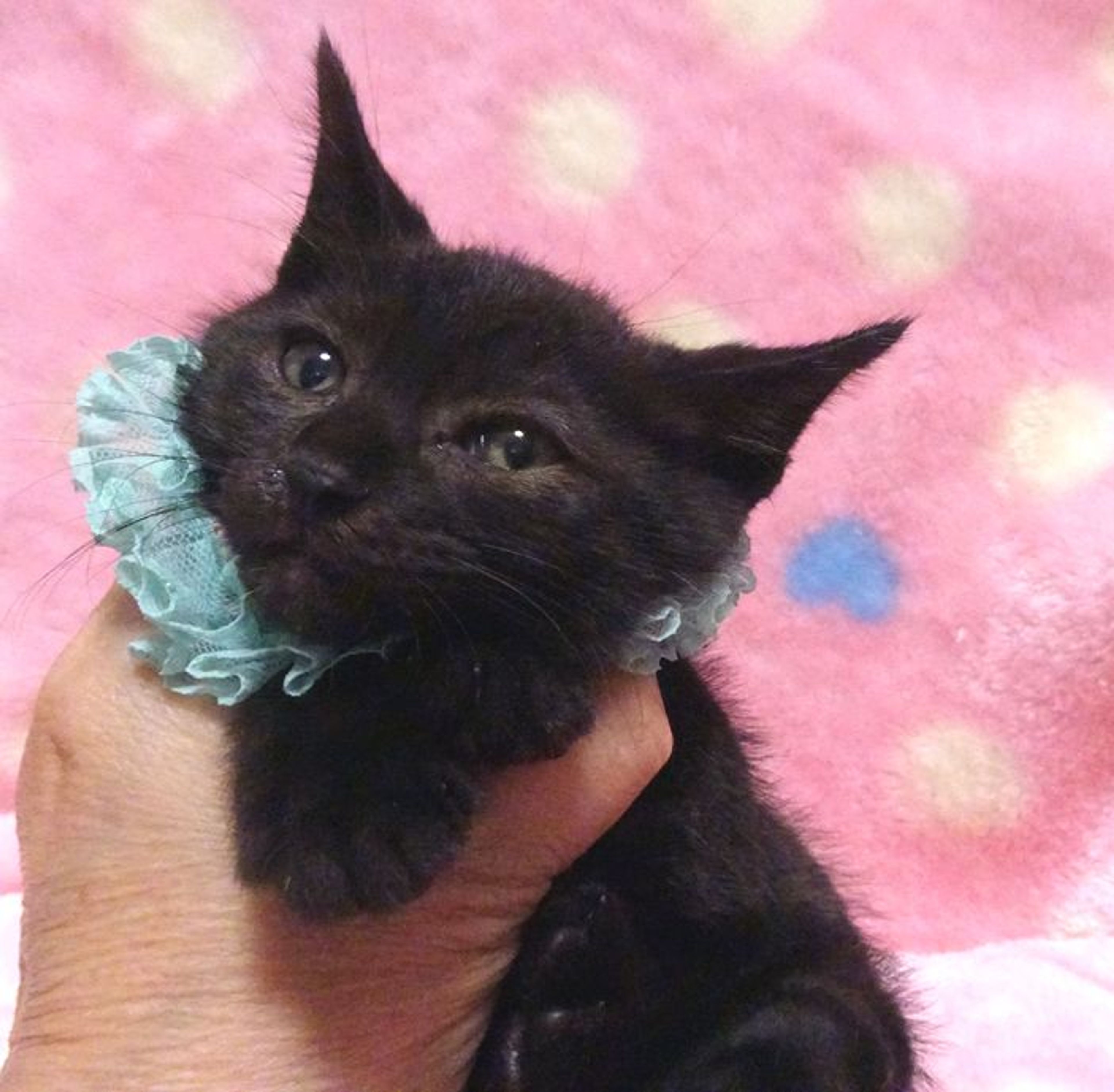 pet-image-2