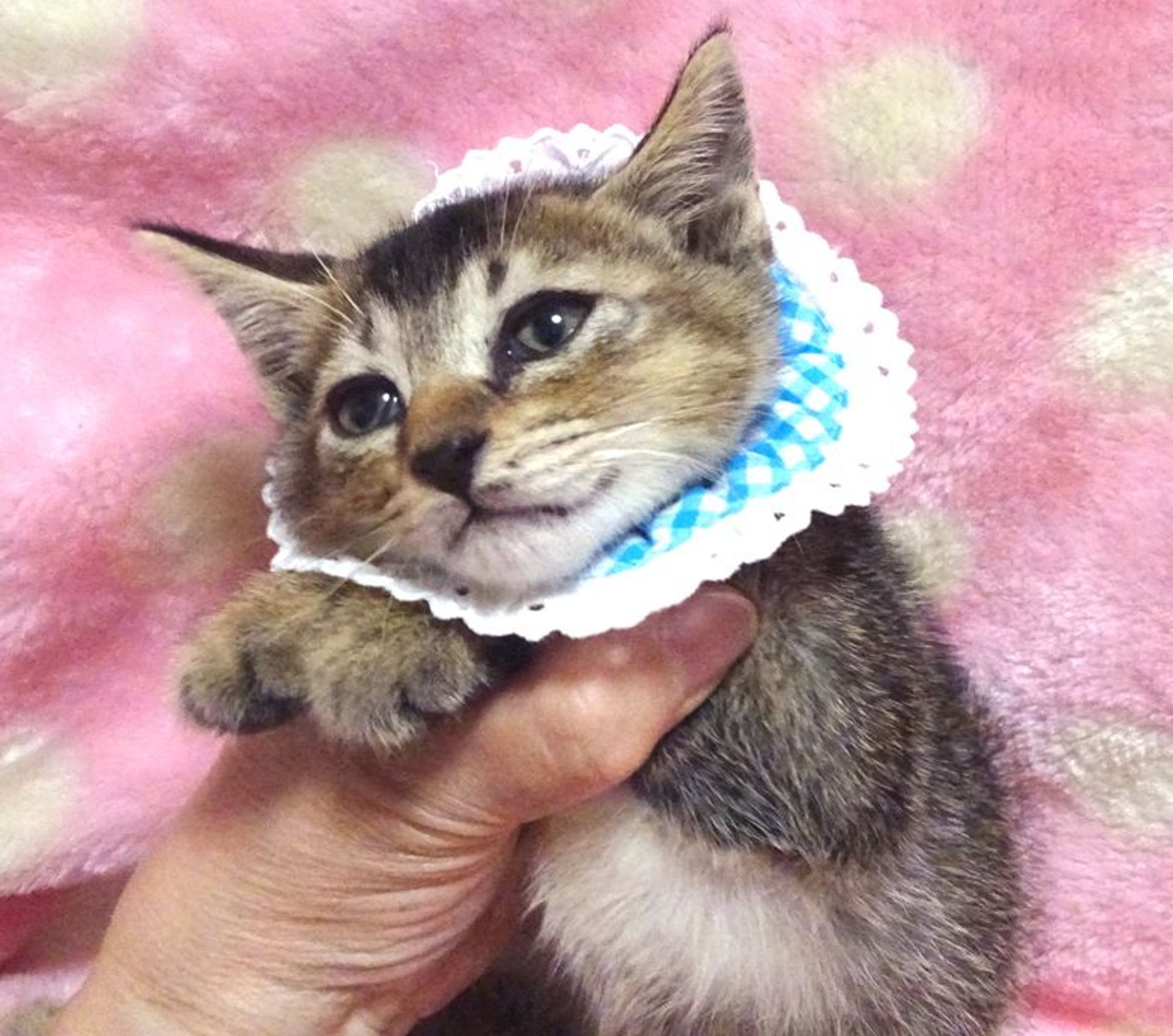 雑種（ミックス猫）・オスの里親募集の写真