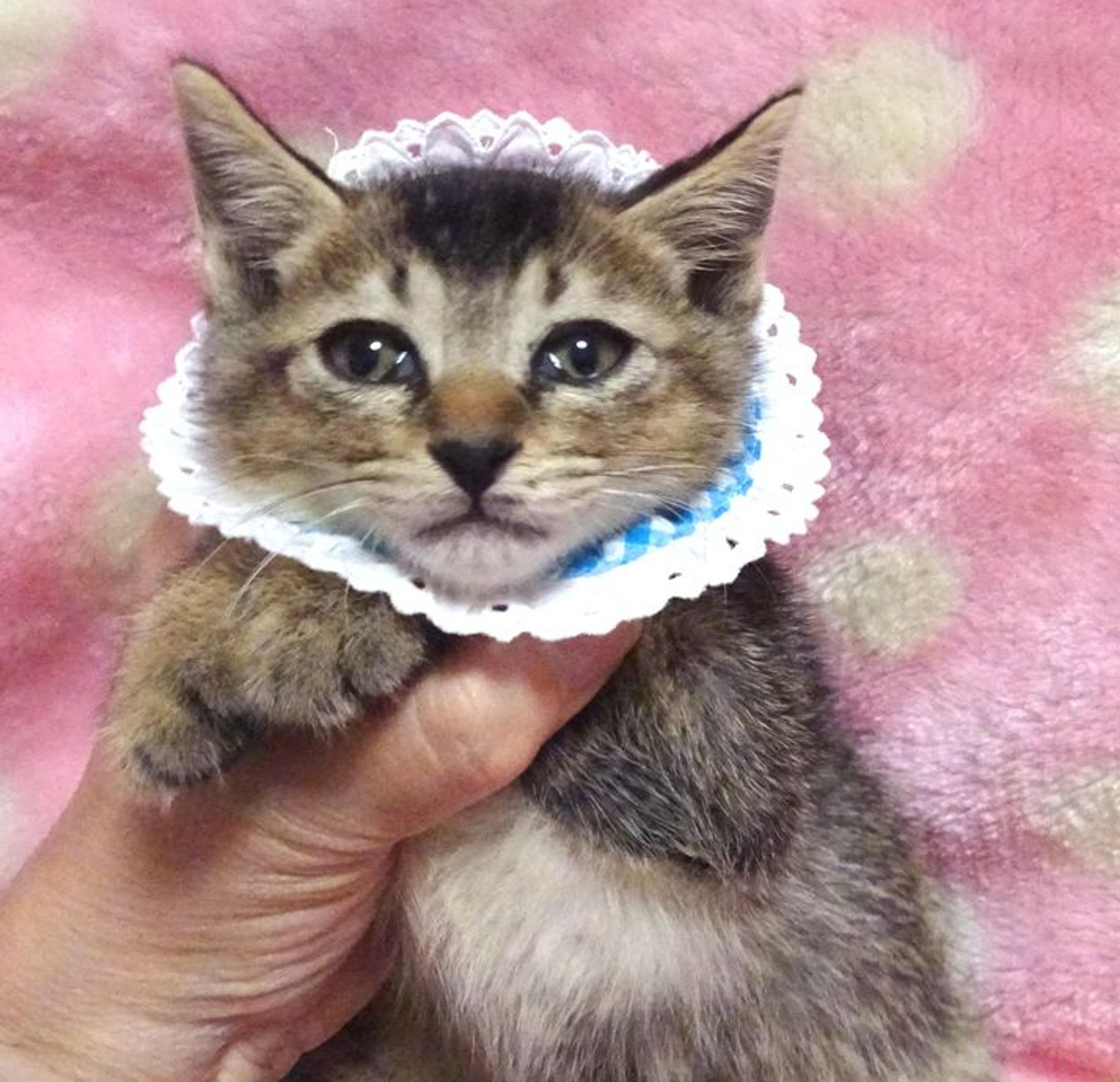 pet-image-2